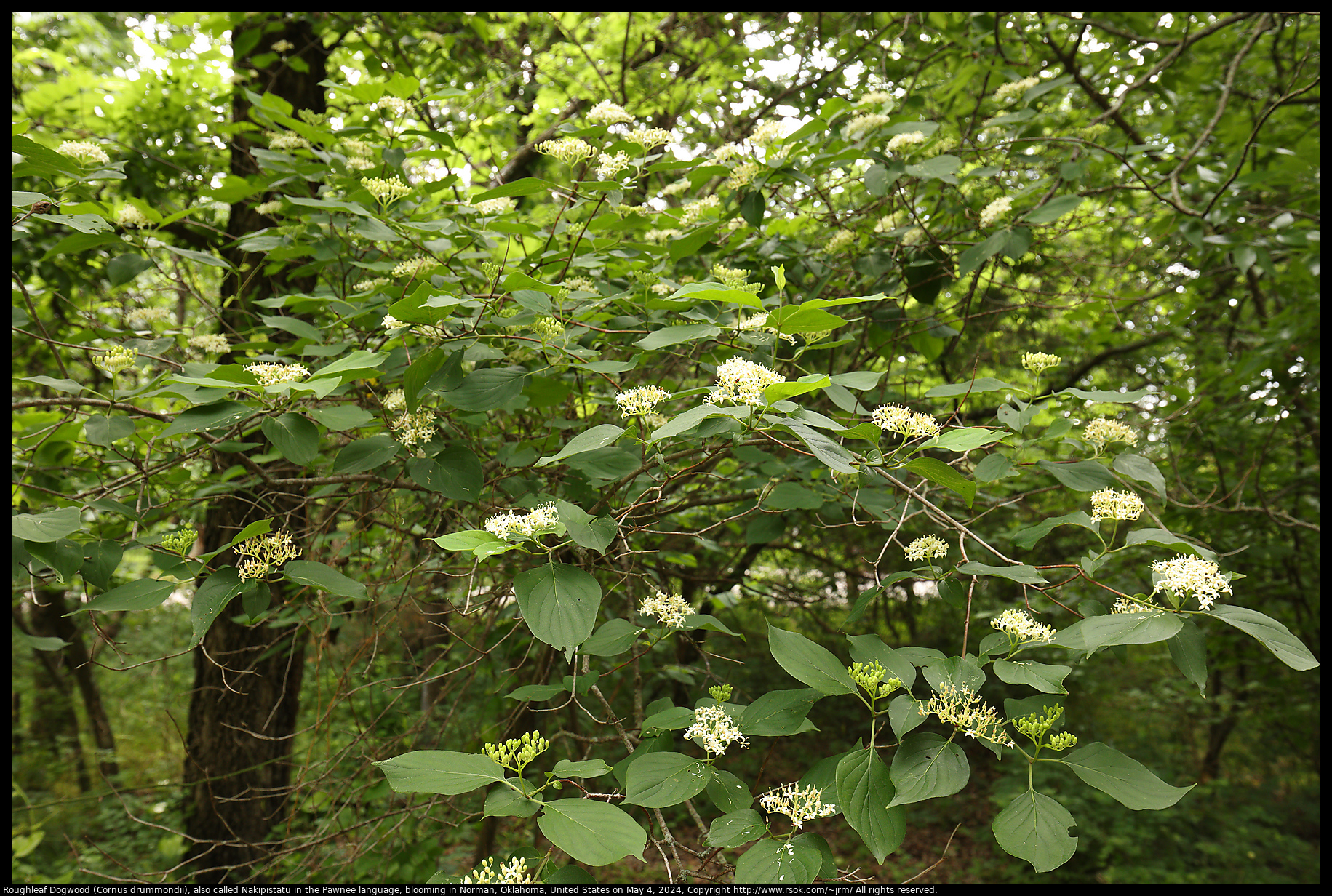 Roughleaf Dogwood (Cornus drummondii), also called Nakipistatu in the Pawnee language, blooming in Norman, Oklahoma, United States on May 4, 2024