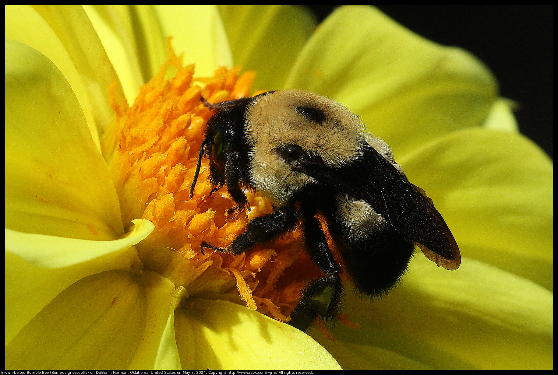 Brown-belted Bumble Bee (Bombus griseocollis) on Dahlia in Norman, Oklahoma, United States on May 7, 2024