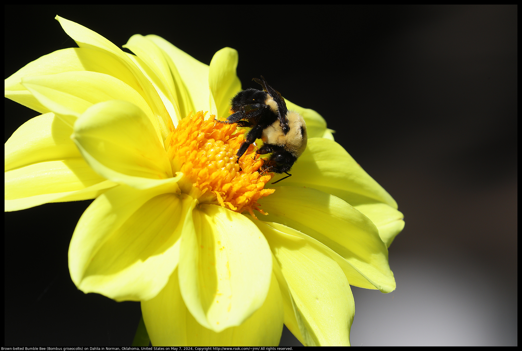 Brown-belted Bumble Bee (Bombus griseocollis) on Dahlia in Norman, Oklahoma, United States on May 7, 2024