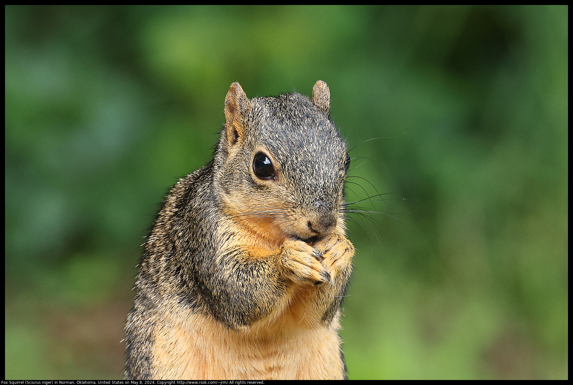 Fox Squirrel (Sciurus niger) in Norman, Oklahoma, United States on May 8, 2024
