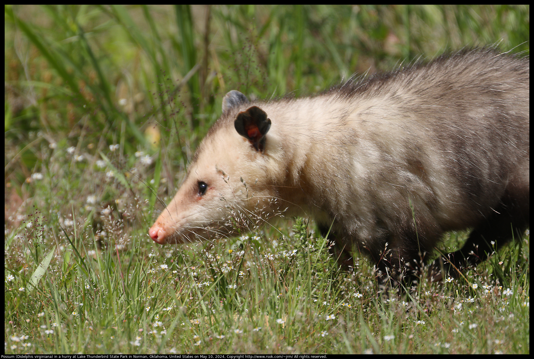Possum (Didelphis virginiana) in a hurry at Lake Thunderbird State Park in Norman, Oklahoma, United States on May 10, 2024