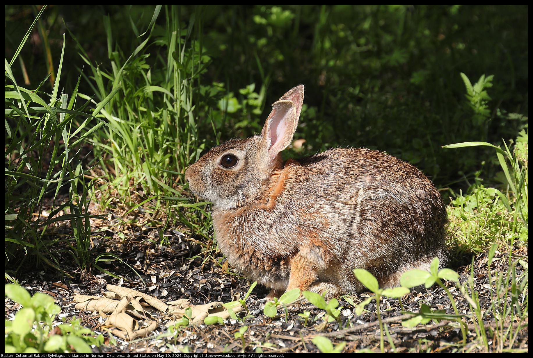 Eastern Cottontail Rabbit (Sylvilagus floridanus) in Norman, Oklahoma, United States on May 10, 2024