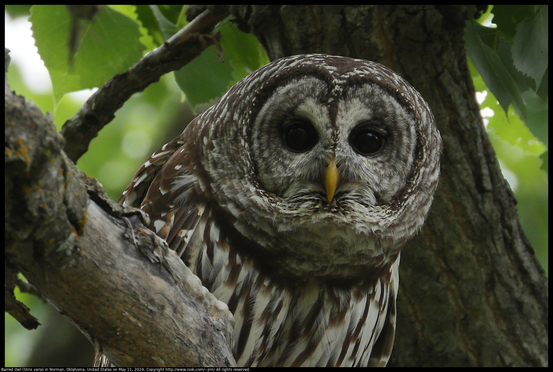 Barred Owl (Strix varia) in Norman, Oklahoma, United States on May 11, 2024