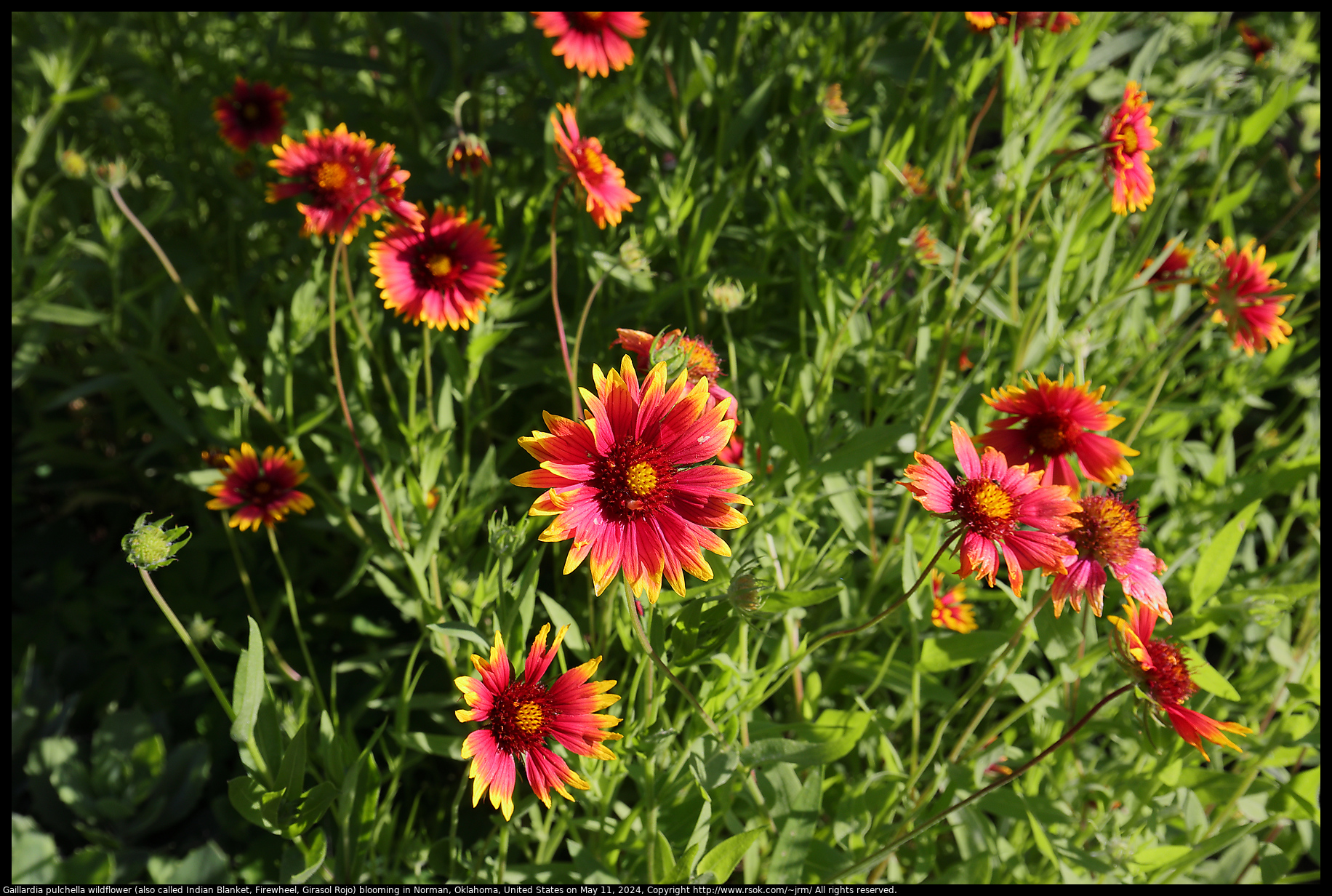 Gaillardia pulchella wildflower (also called Indian Blanket, Firewheel, Girasol Rojo) blooming in Norman, Oklahoma, United States on May 11, 2024