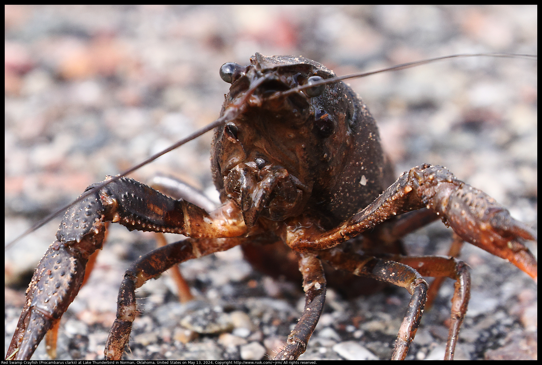 Red Swamp Crayfish (Procambarus clarkii) at Lake Thunderbird iin Norman, Oklahoma, United States on May 13, 2024