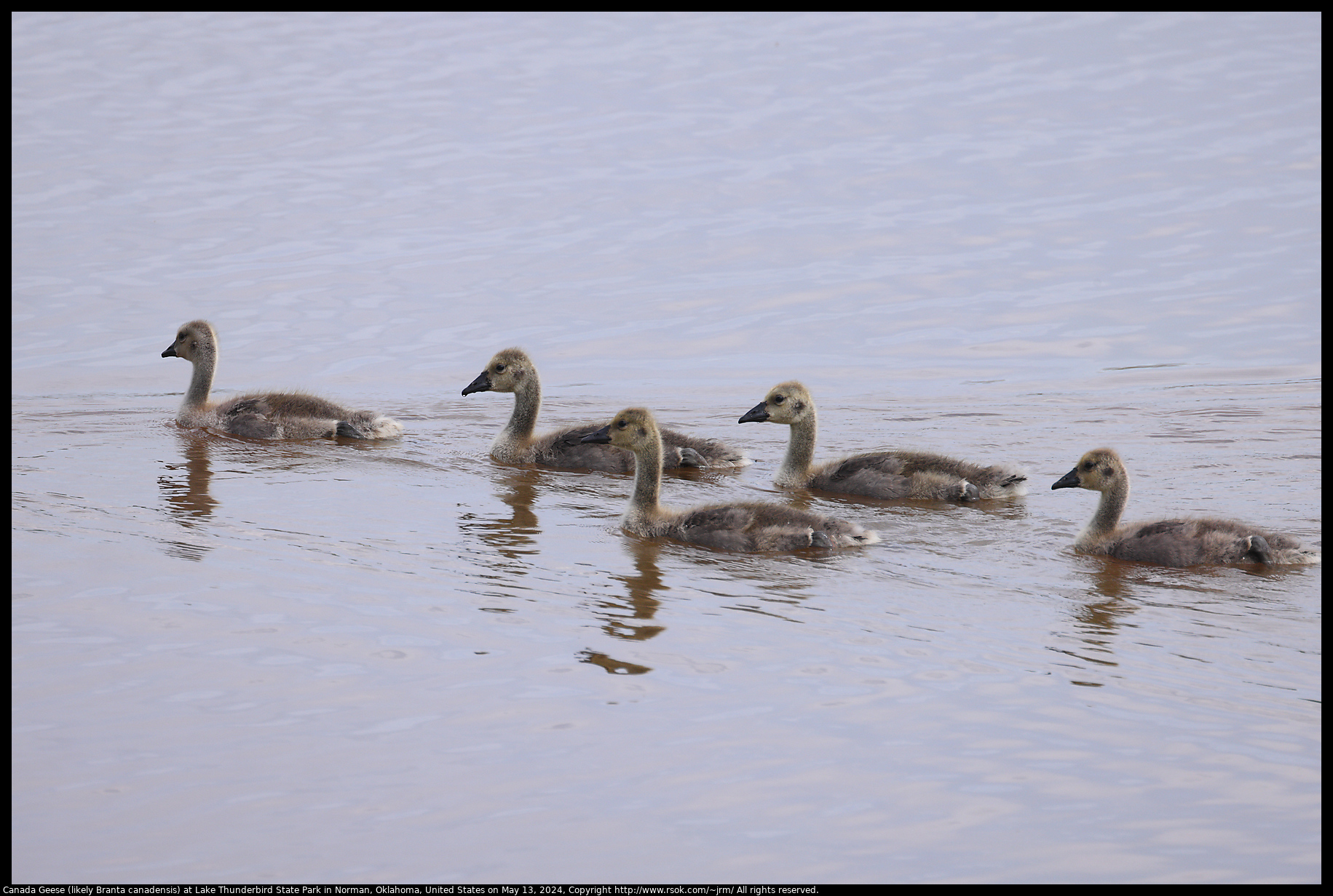 Canada Geese (likely Branta canadensis) at Lake Thunderbird State Park in Norman, Oklahoma, United States on May 13, 2024