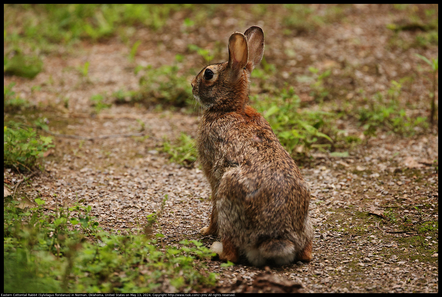 Eastern Cottontail Rabbit (Sylvilagus floridanus) in Norman, Oklahoma, United States on May 13, 2024