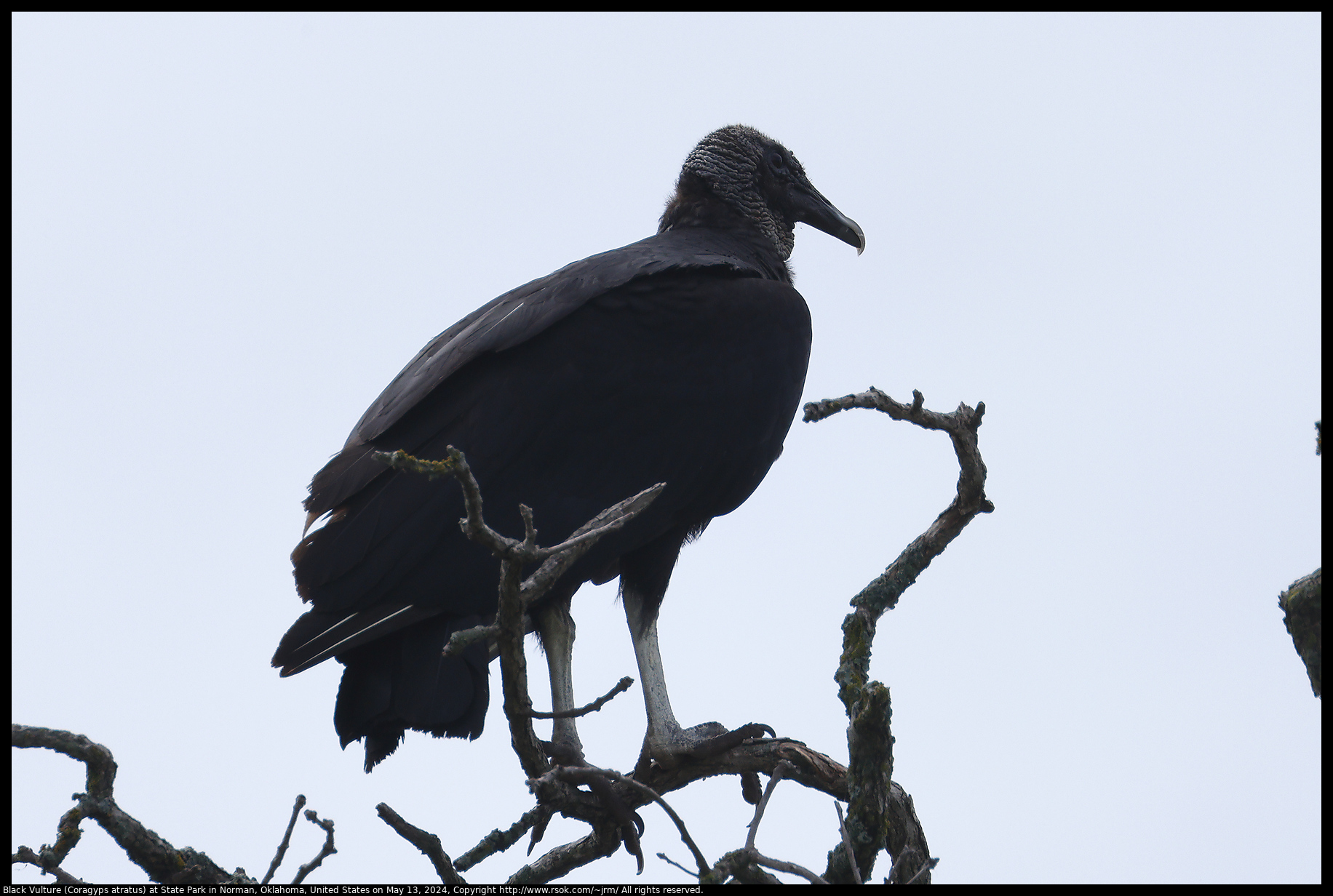 Black Vulture (Coragyps atratus) at Lake Thunderbird State Park in Norman, Oklahoma, United States on May 13, 2024