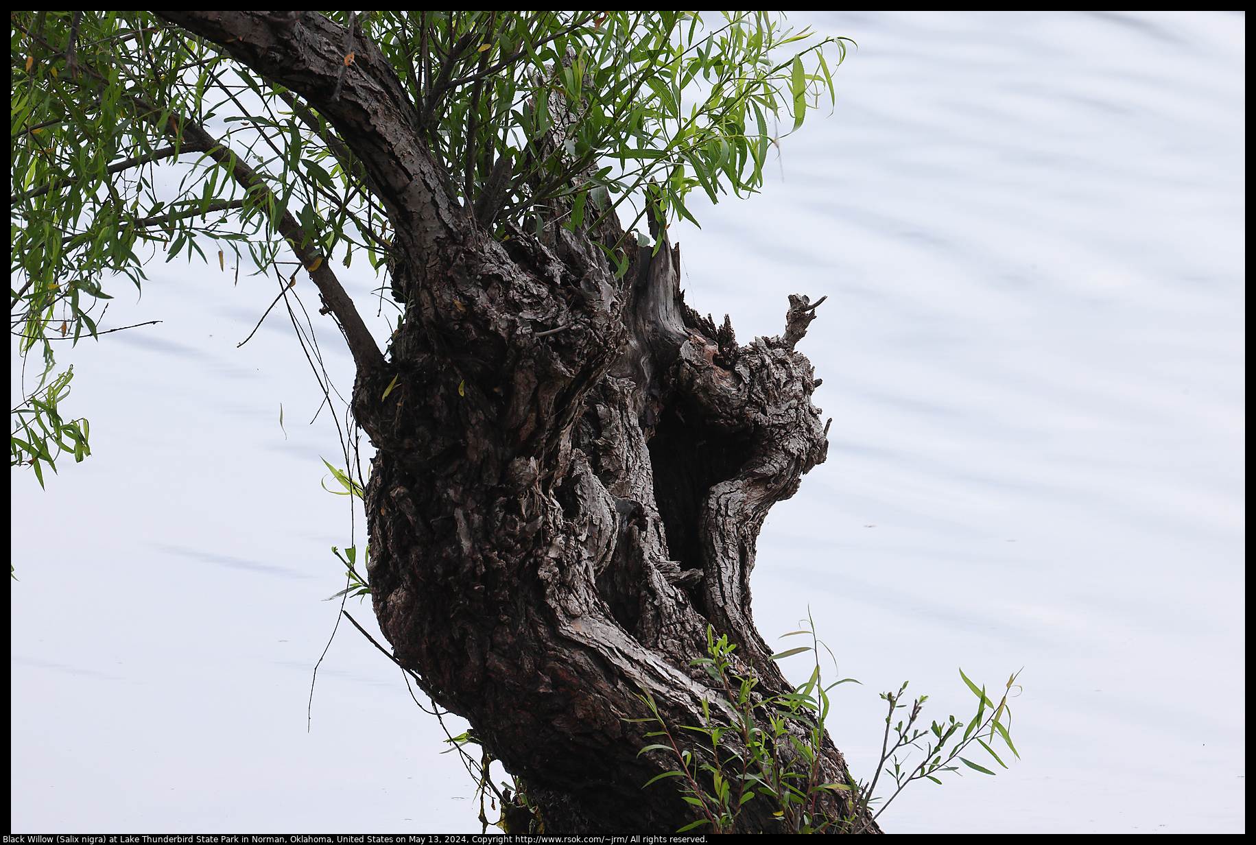 Black Willow (Salix nigra) at Lake Thunderbird State Park in Norman, Oklahoma, United States on May 13, 2024