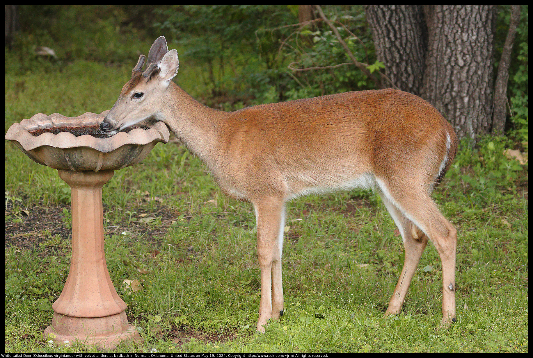 White-tailed Deer (Odocoileus virginianus) with velvet antlers at birdbath in Norman, Oklahoma, United States on May 19, 2024
