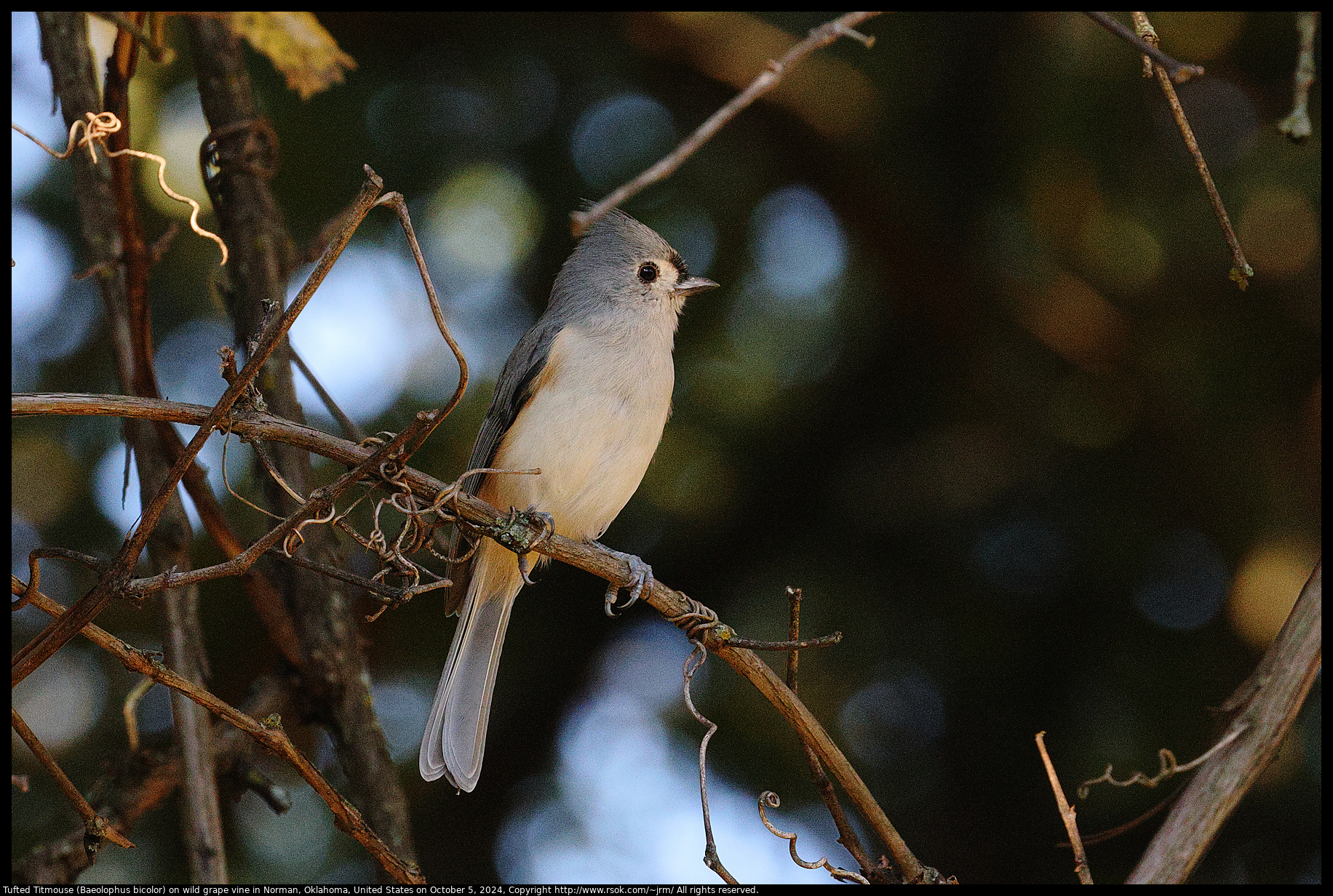 Tufted Titmouse (Baeolophus bicolor) on wild grape vine in Norman, Oklahoma, United States on October 5, 2024