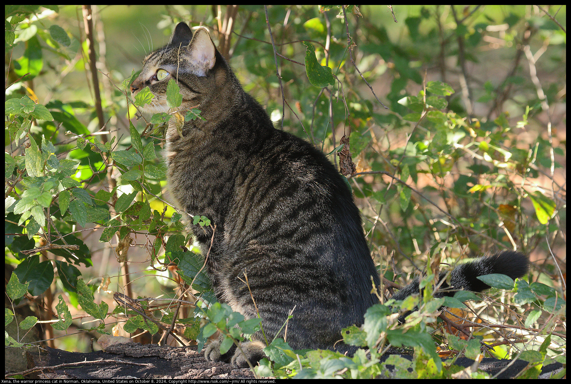 Xena, the warrior princess cat in Norman, Oklahoma, United States on October 8, 2024