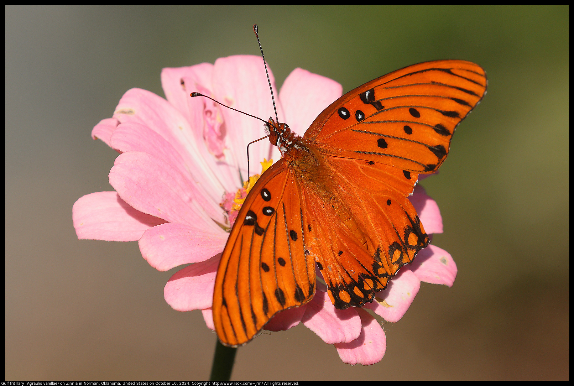 Gulf fritillary (Agraulis vanillae) on Zinnia in Norman, Oklahoma, United States on October 10, 2024