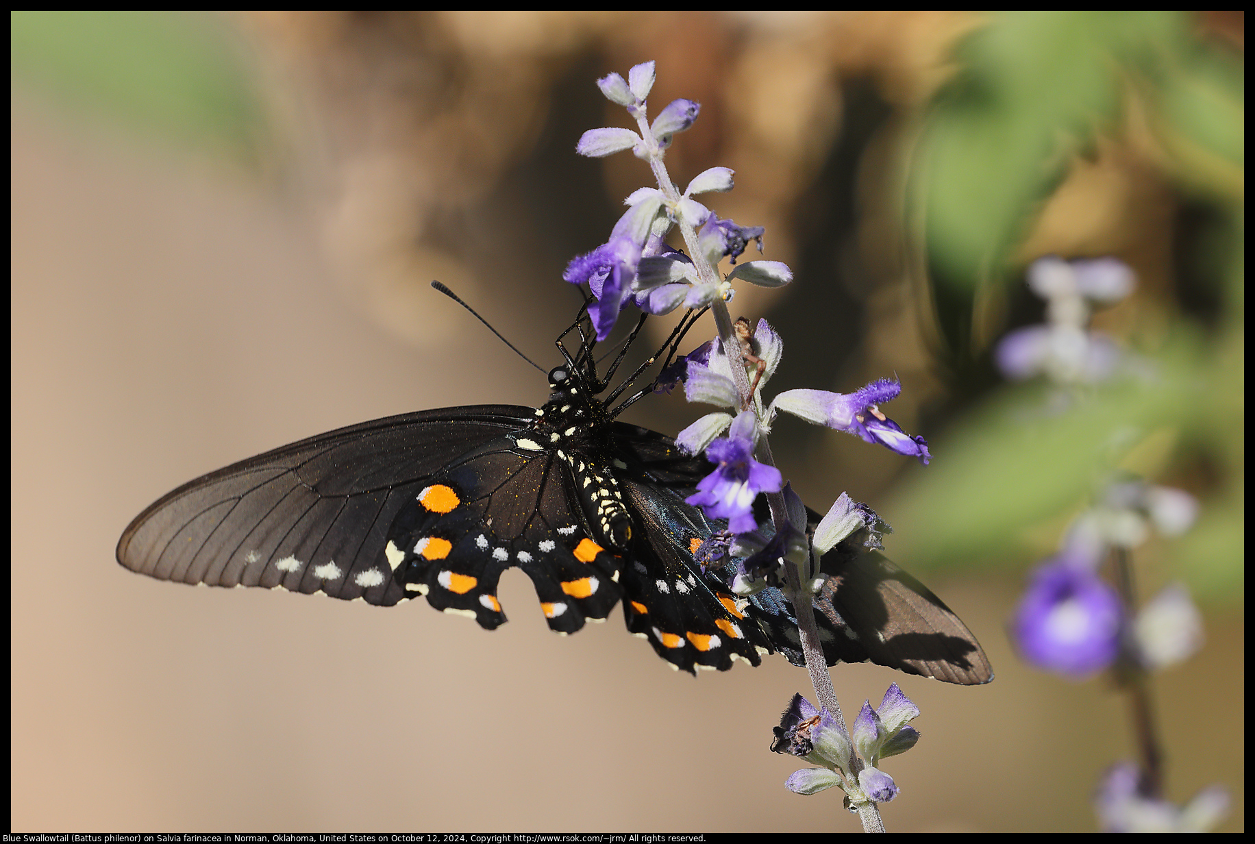 Blue Swallowtail (Battus philenor) on Salvia farinacea in Norman, Oklahoma, United States on October 12, 2024