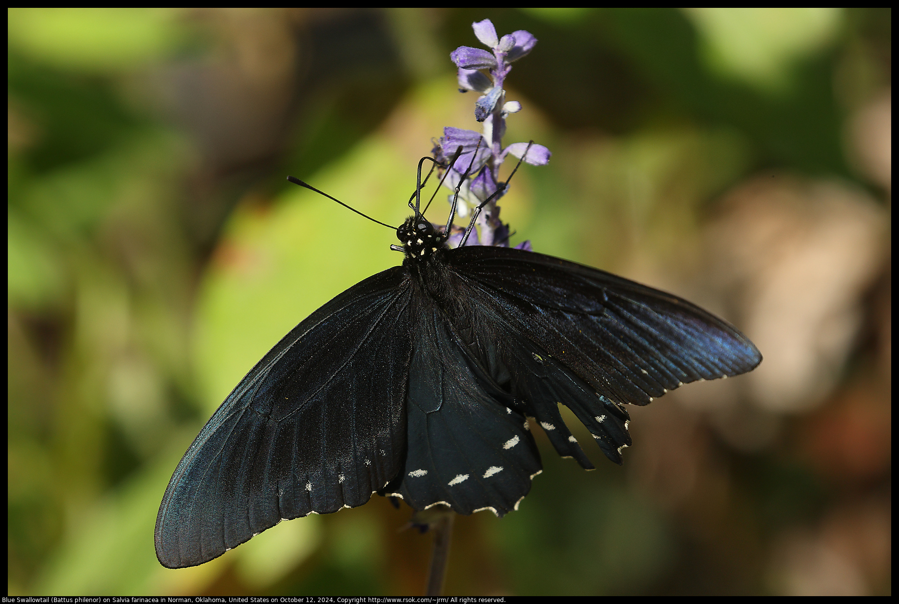 Blue Swallowtail (Battus philenor) on Salvia farinacea in Norman, Oklahoma, United States on October 12, 2024