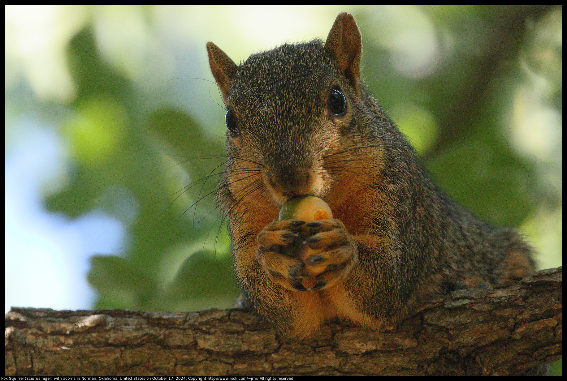 Fox Squirrel (Sciurus niger) with acorns in Norman, Oklahoma, United States on October 17, 2024