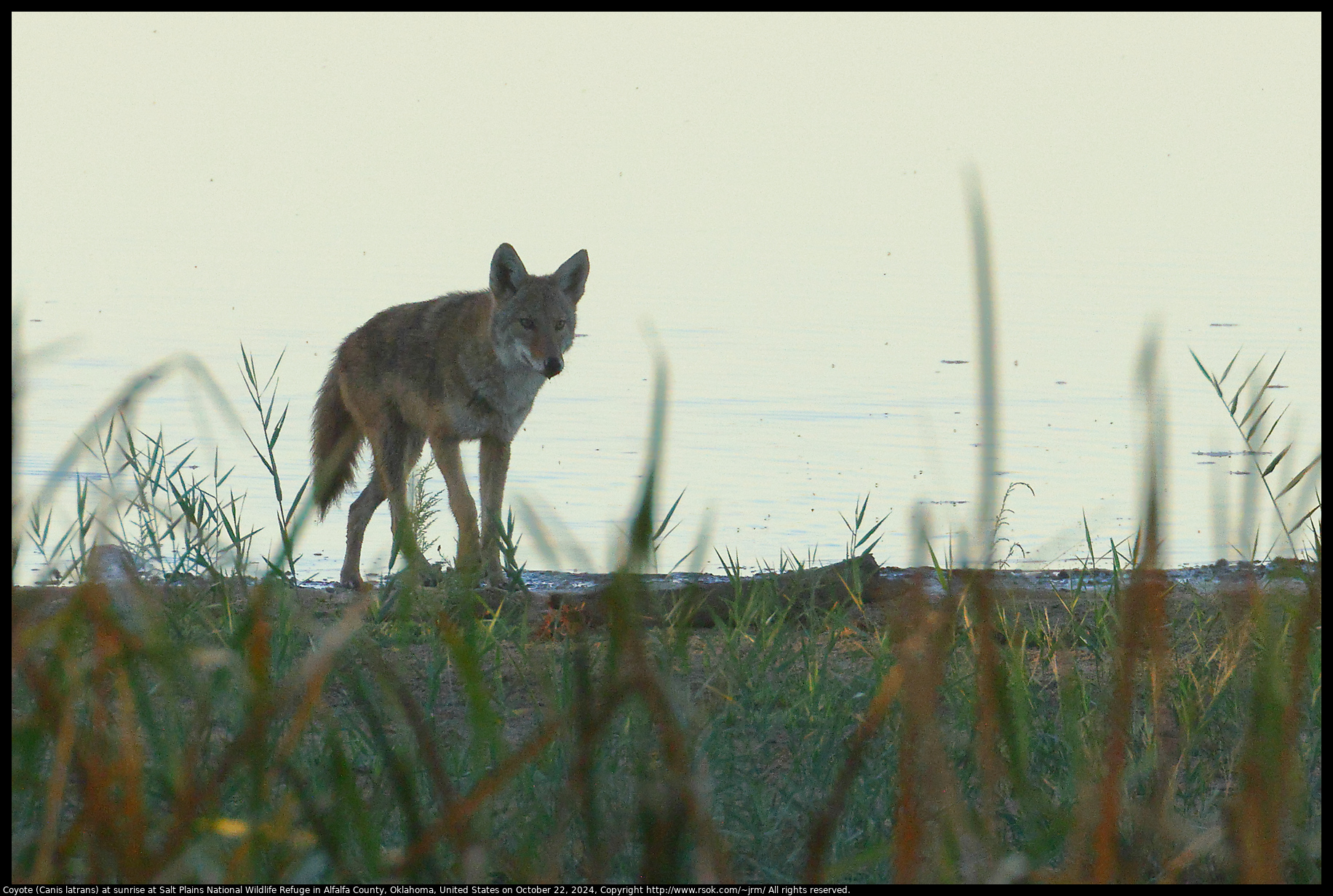 Coyote (Canis latrans) at sunrise at Salt Plains National Wildlife Refuge in Alfalfa County, Oklahoma, United States on October 22, 2024