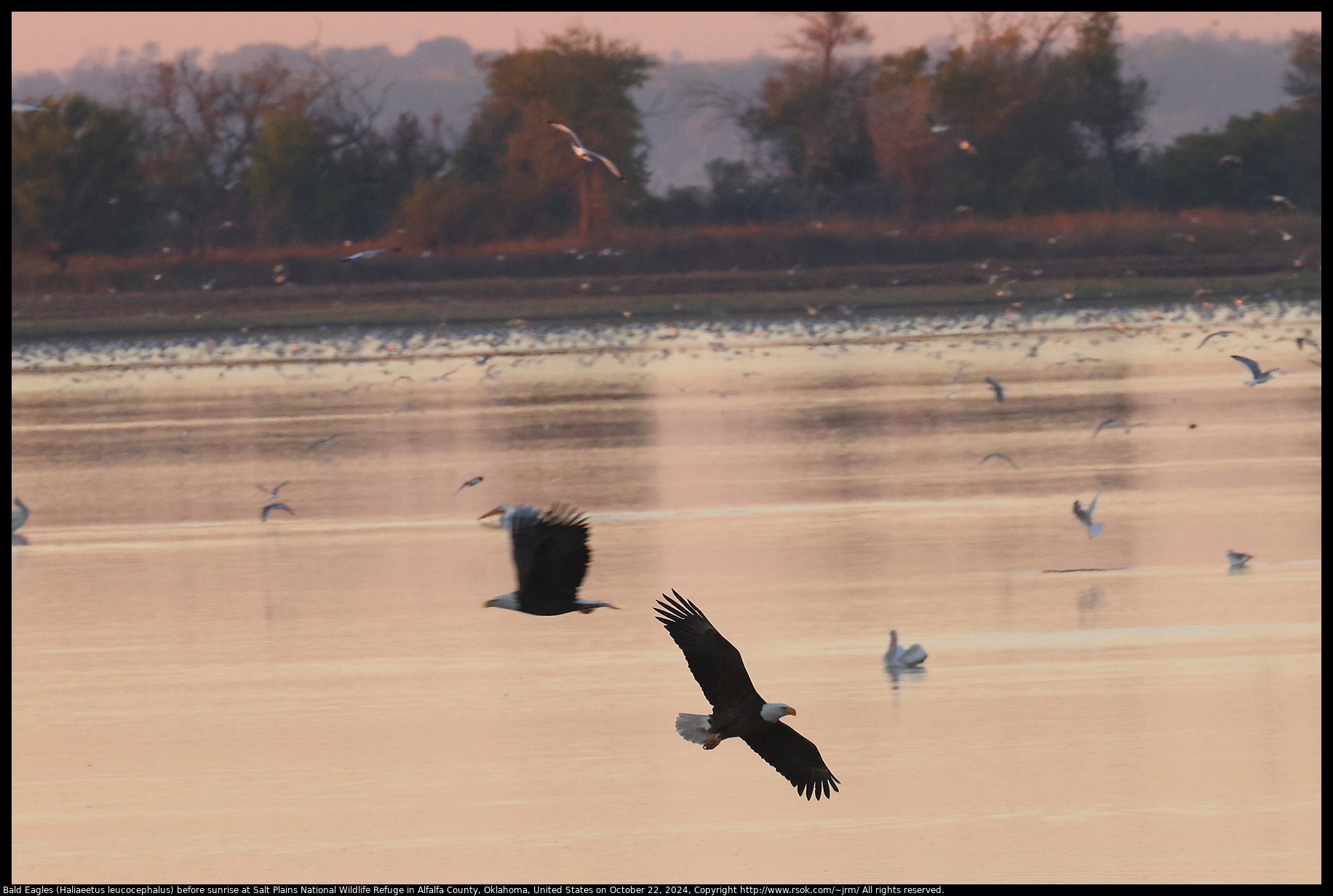 Bald Eagles (Haliaeetus leucocephalus) before sunrise at Salt Plains National Wildlife Refuge in Alfalfa County, Oklahoma, United States on October 22, 2024