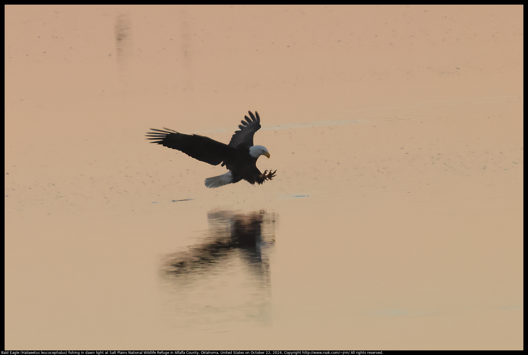 Bald Eagle (Haliaeetus leucocephalus) fishing in dawn light at Salt Plains National Wildlife Refuge in Alfalfa County, Oklahoma, United States on October 22, 2024