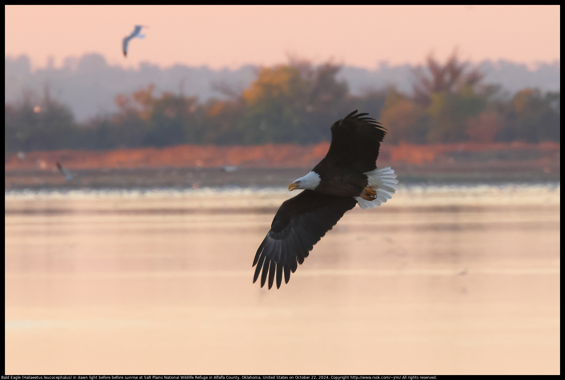 Bald Eagle (Haliaeetus leucocephalus) in dawn light before sunrise at Salt Plains National Wildlife Refuge in Alfalfa County, Oklahoma, United States on October 22, 2024