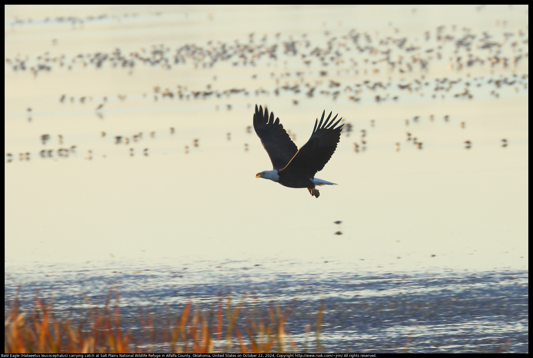 Bald Eagle (Haliaeetus leucocephalus) carrying catch at Salt Plains National Wildlife Refuge in Alfalfa County, Oklahoma, United States on October 22, 2024