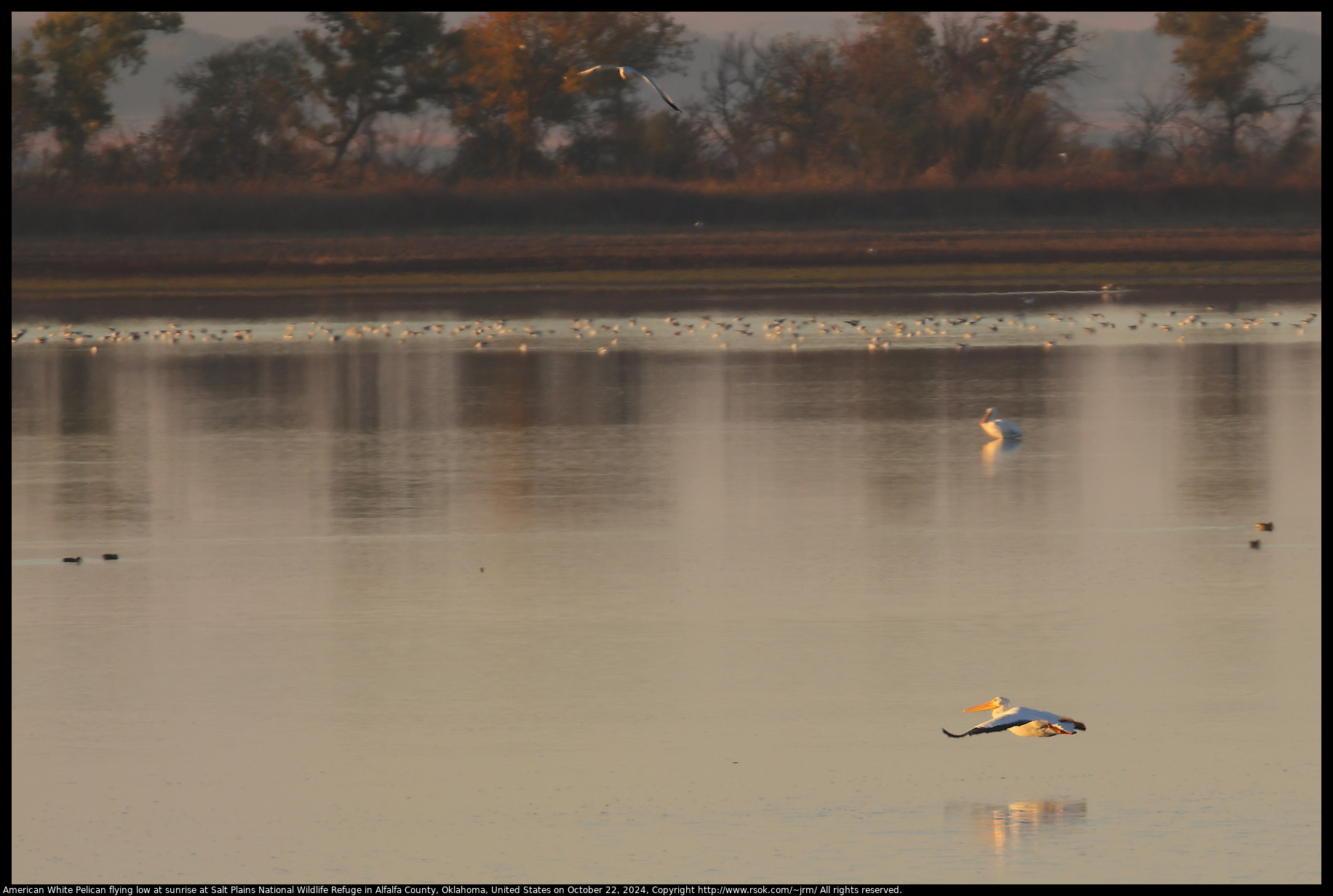 American White Pelican flying low at sunrise at Salt Plains National Wildlife Refuge in Alfalfa County, Oklahoma, United States on October 22, 2024