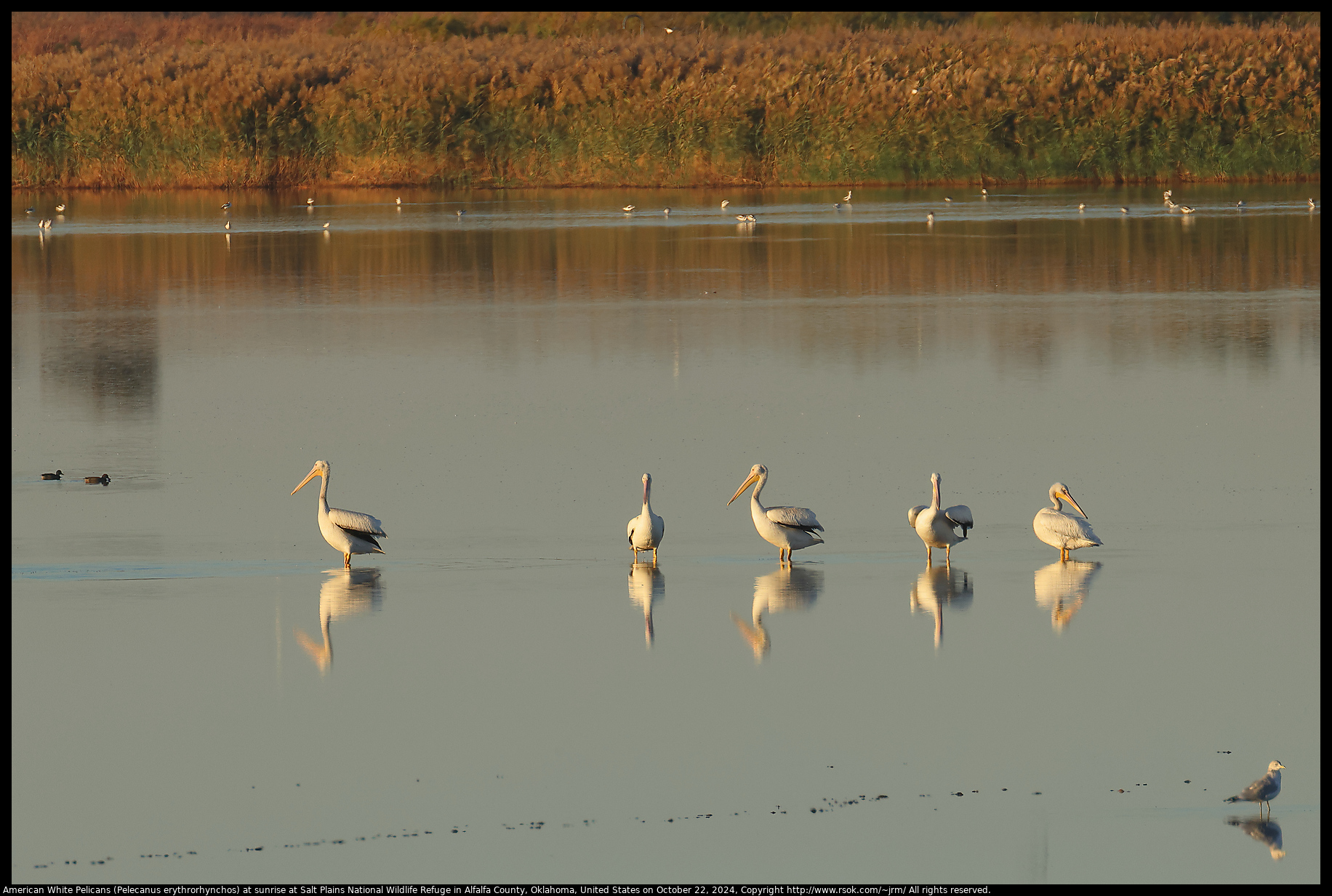 American White Pelicans at sunrise at Salt Plains National Wildlife Refuge in Alfalfa County, Oklahoma, United States on October 22, 2024