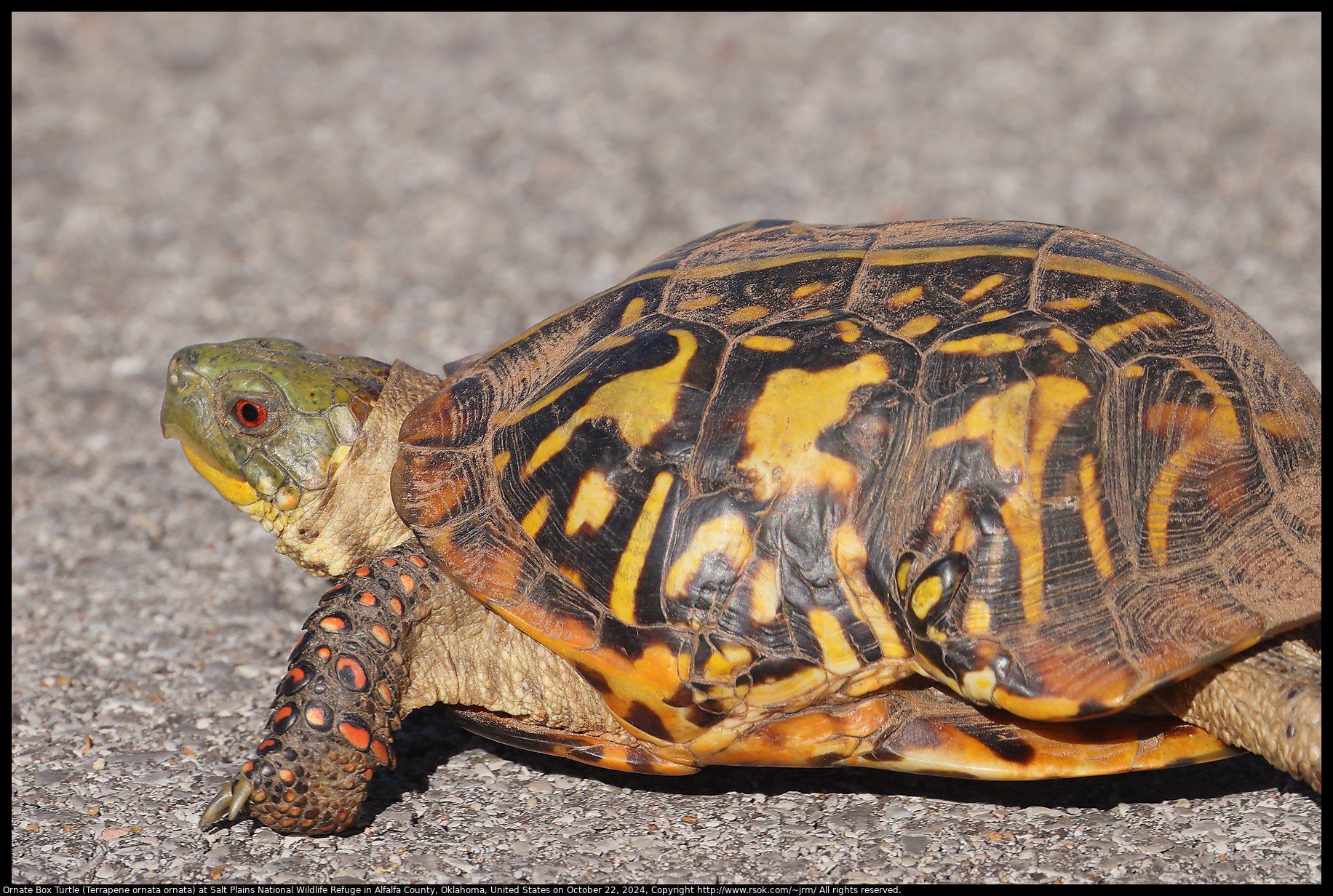 Ornate Box Turtle (Terrapene ornata ornata) at Salt Plains National Wildlife Refuge in Alfalfa County, Oklahoma, United States on October 22, 2024