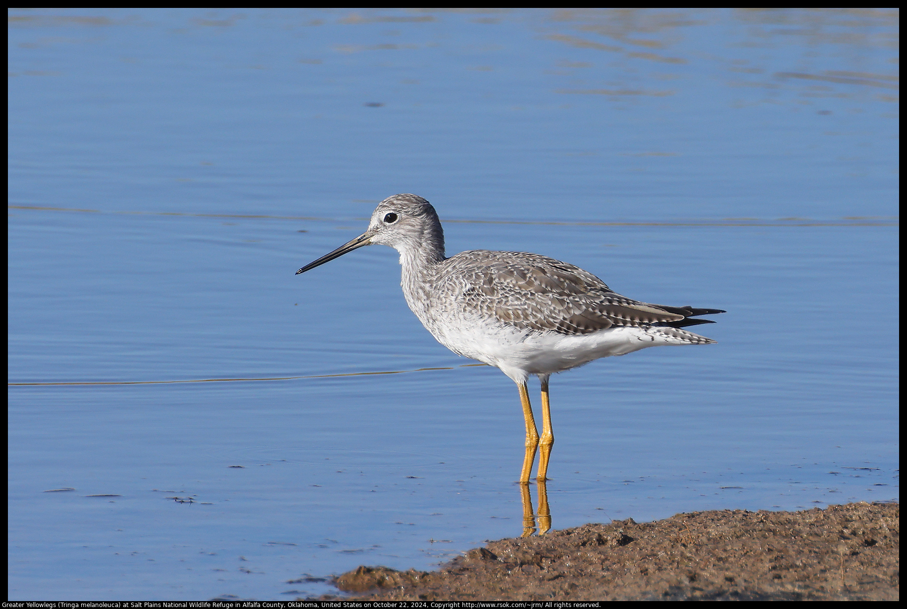 Greater Yellowlegs (Tringa melanoleuca) at Salt Plains National Wildlife Refuge in Alfalfa County, Oklahoma, United States on October 22, 2024