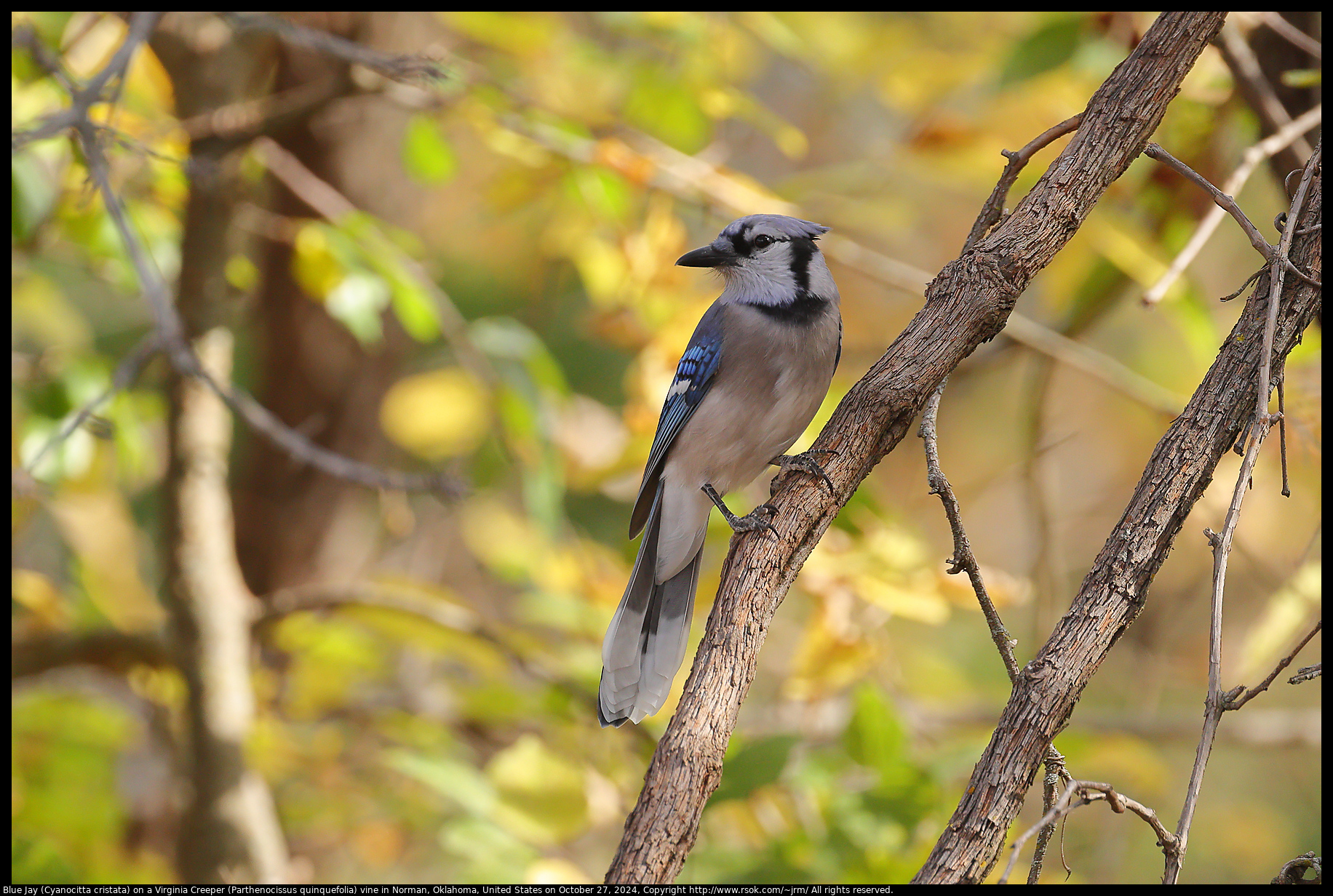 Blue Jay (Cyanocitta cristata) on a Virginia Creeper (Parthenocissus quinquefolia) vine in Norman, Oklahoma, United States on October 27, 2024