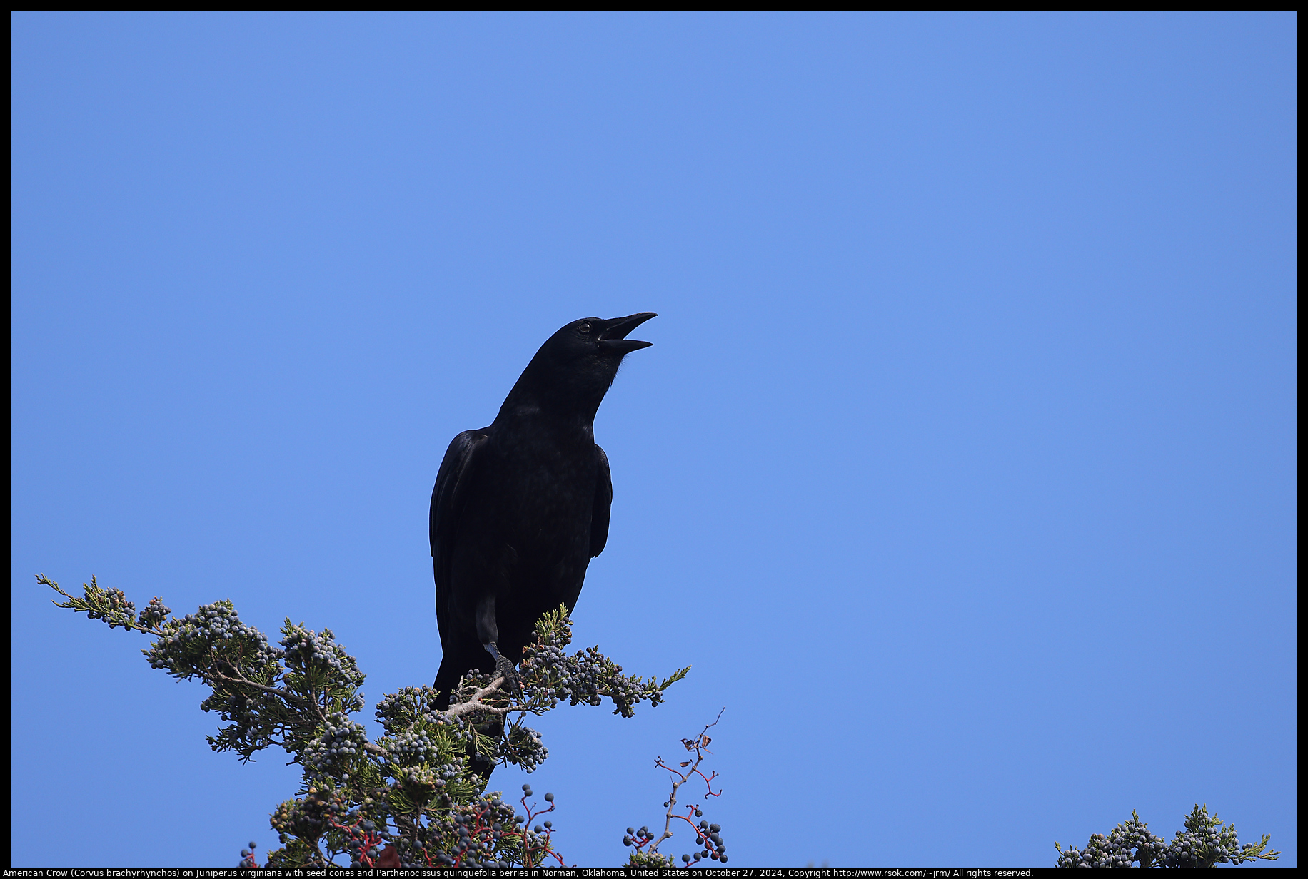 American Crow (Corvus brachyrhynchos) on Juniperus virginiana with seed cones and Parthenocissus quinquefolia berries in Norman, Oklahoma, United States on October 27, 2024