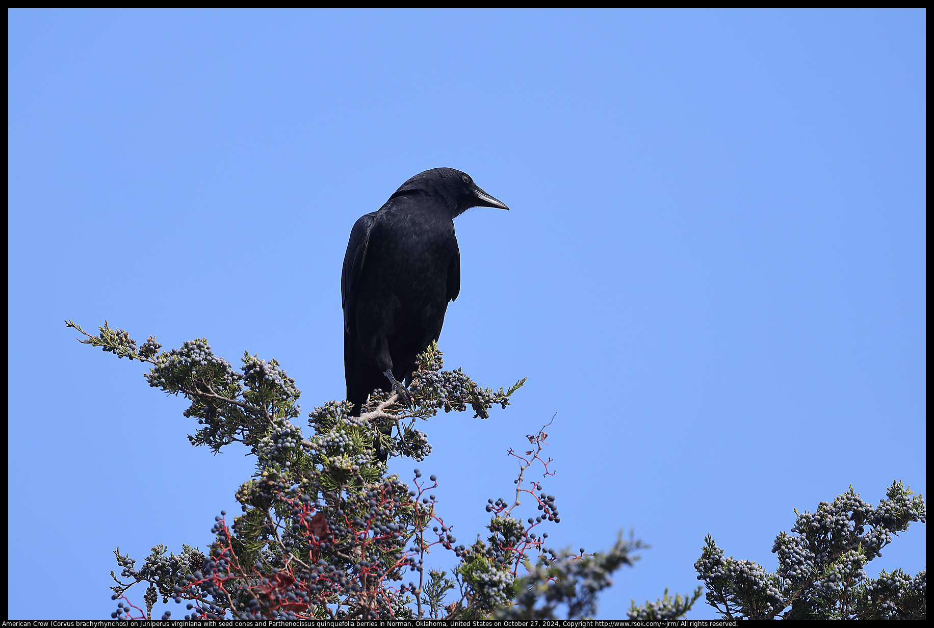 American Crow (Corvus brachyrhynchos) on Juniperus virginiana with seed cones and Parthenocissus quinquefolia berries in Norman, Oklahoma, United States on October 27, 2024