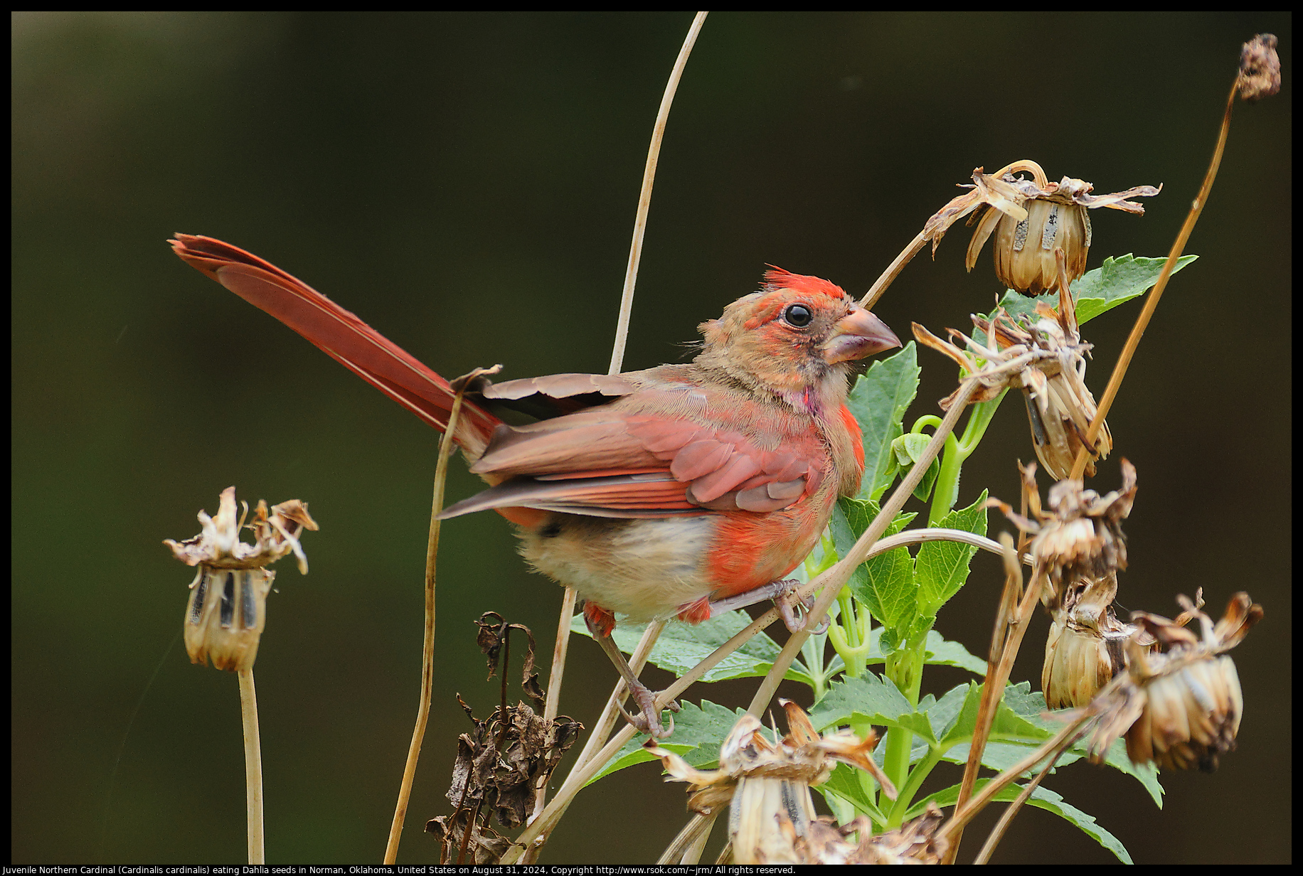 Juvenile Northern Cardinal (Cardinalis cardinalis) eating Dahlia seeds in Norman, Oklahoma, United States on August 31, 2024