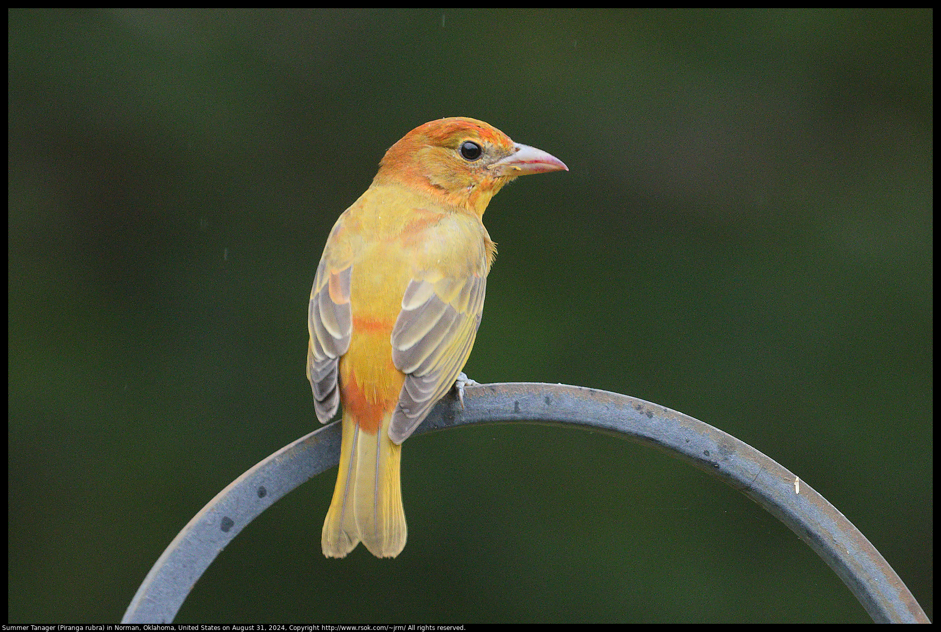 Summer Tanager (Piranga rubra) in Norman, Oklahoma, United States on August 31, 2024