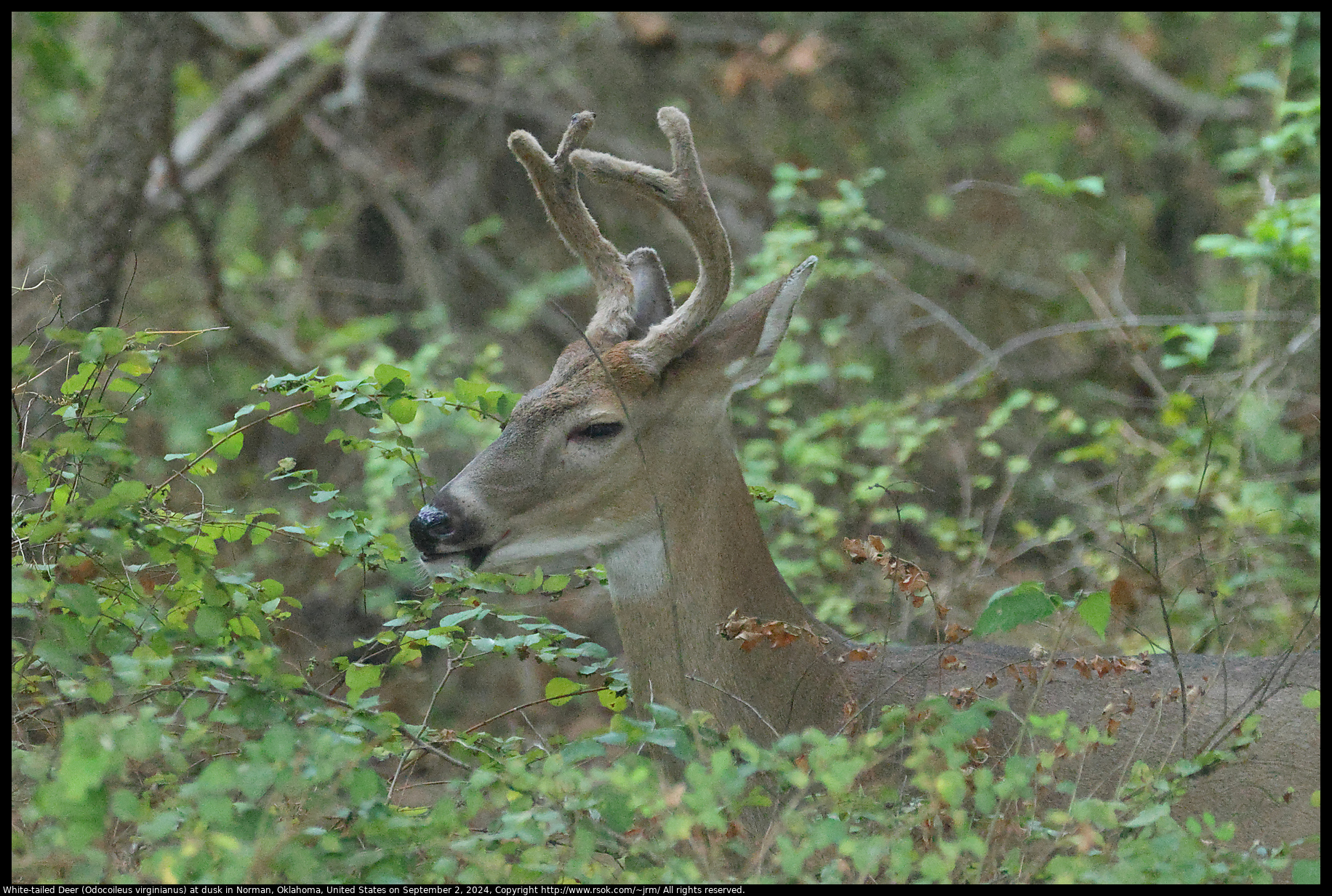 White-tailed Deer (Odocoileus virginianus) at dusk in Norman, Oklahoma, United States on September 2, 2024