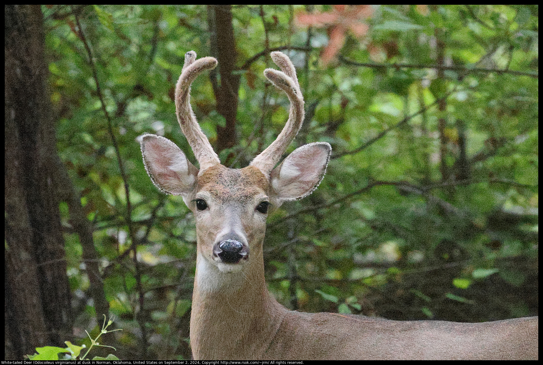 White-tailed Deer (Odocoileus virginianus) at dusk in Norman, Oklahoma, United States on September 2, 2024