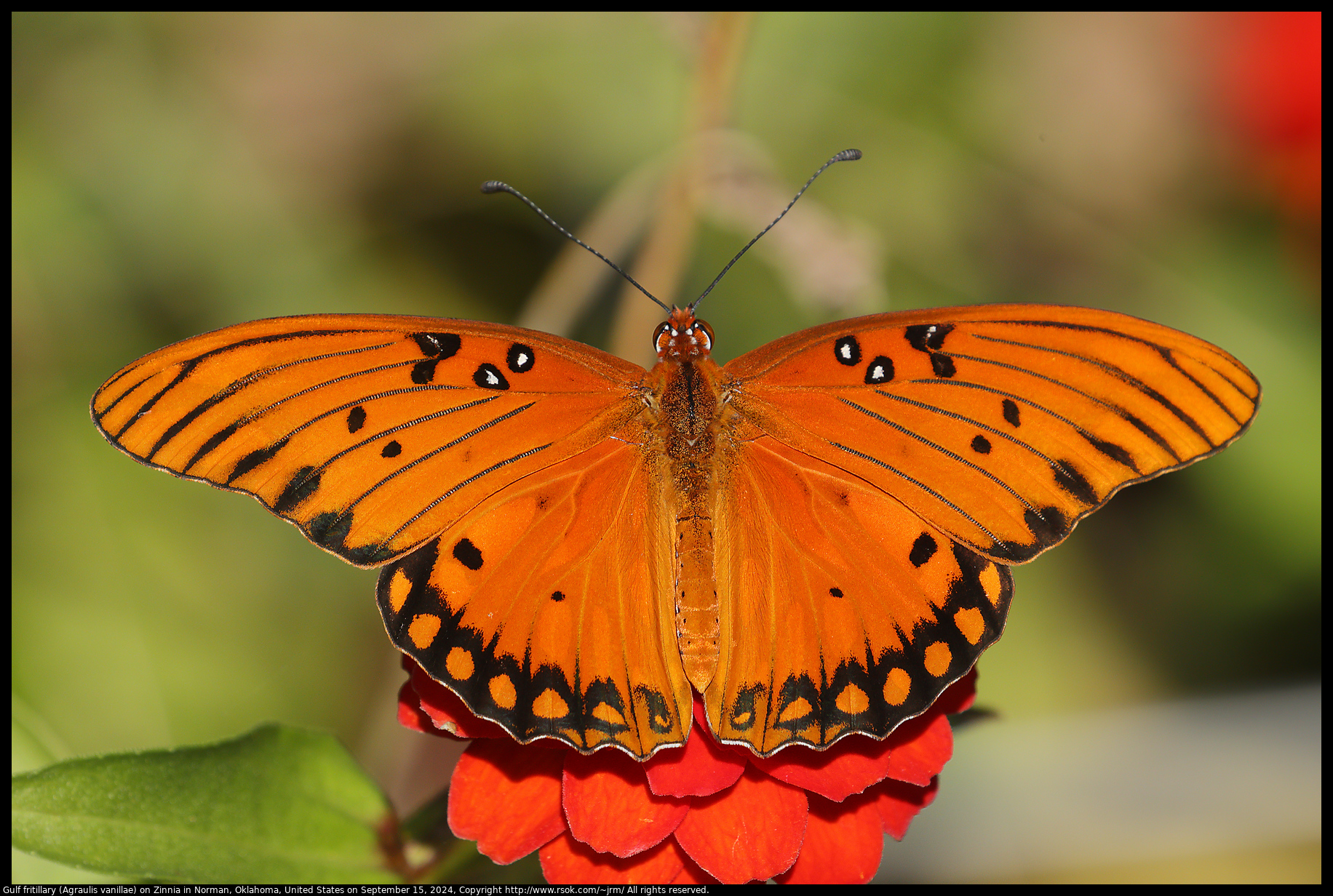 Gulf fritillary (Agraulis vanillae) on Zinnia in Norman, Oklahoma, United States on September 15, 2024