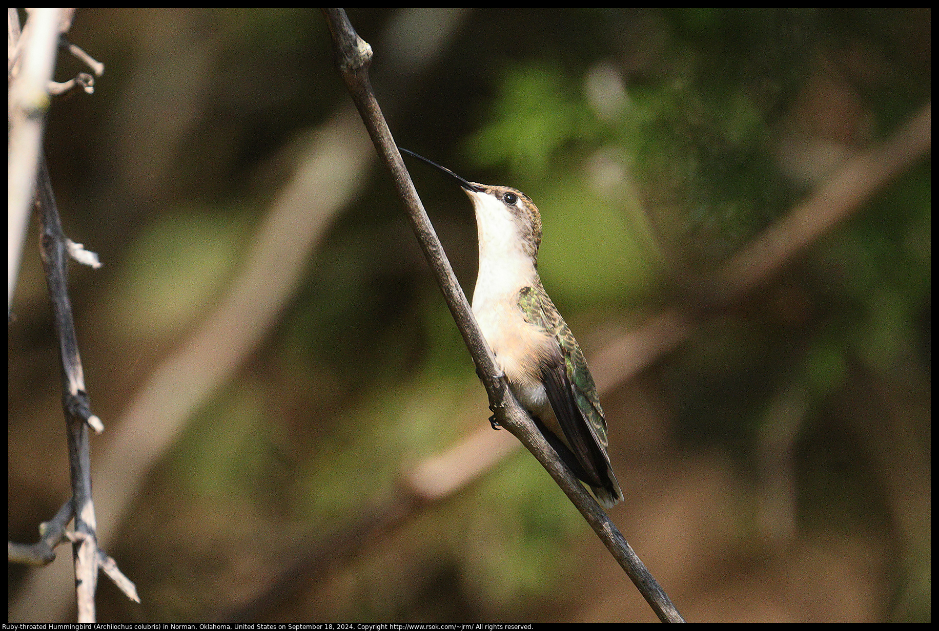 Ruby-throated Hummingbird (Archilochus colubris) in Norman, Oklahoma, United States on September 18, 2024