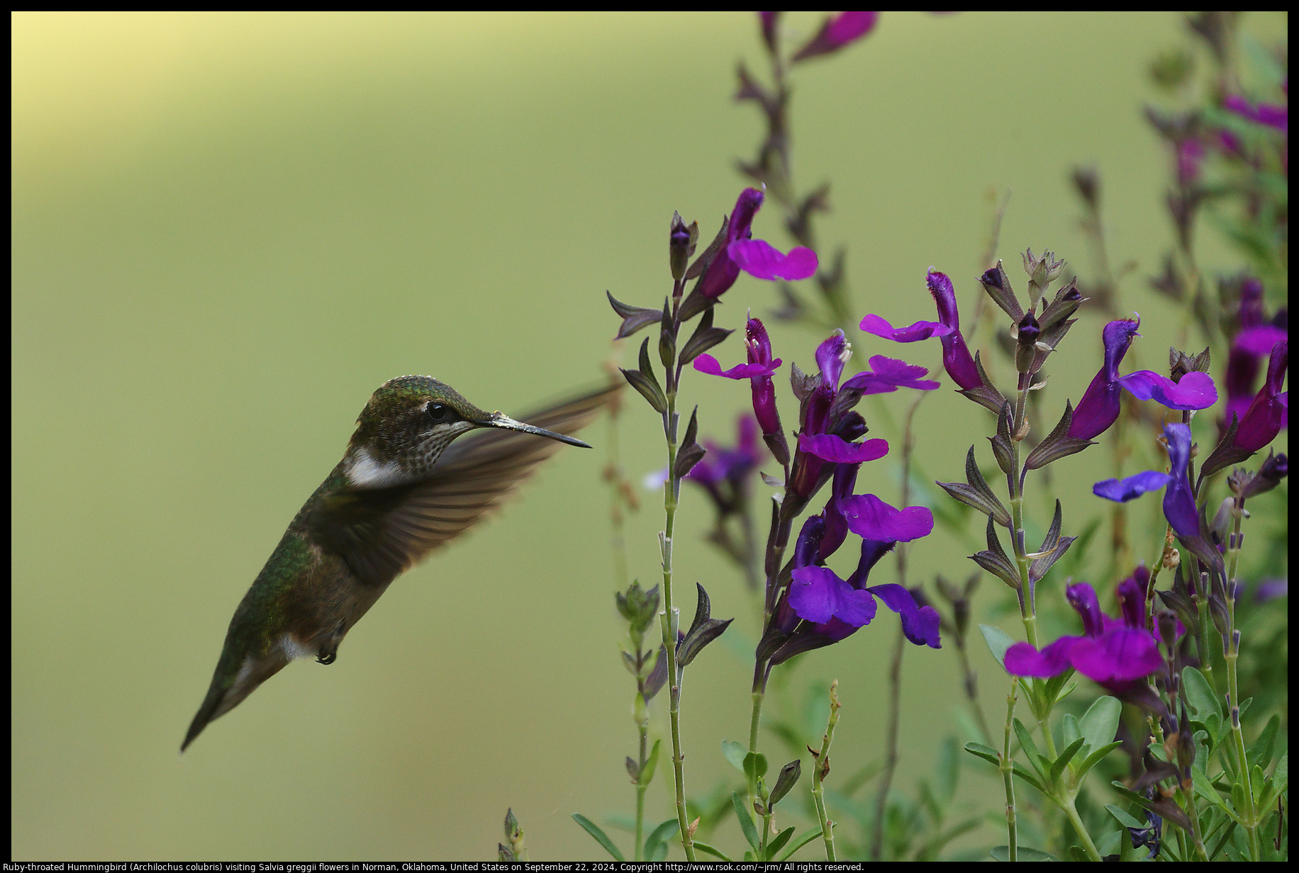 Ruby-throated Hummingbird (Archilochus colubris) visiting Salvia greggii flowers in Norman, Oklahoma, United States on September 22, 2024