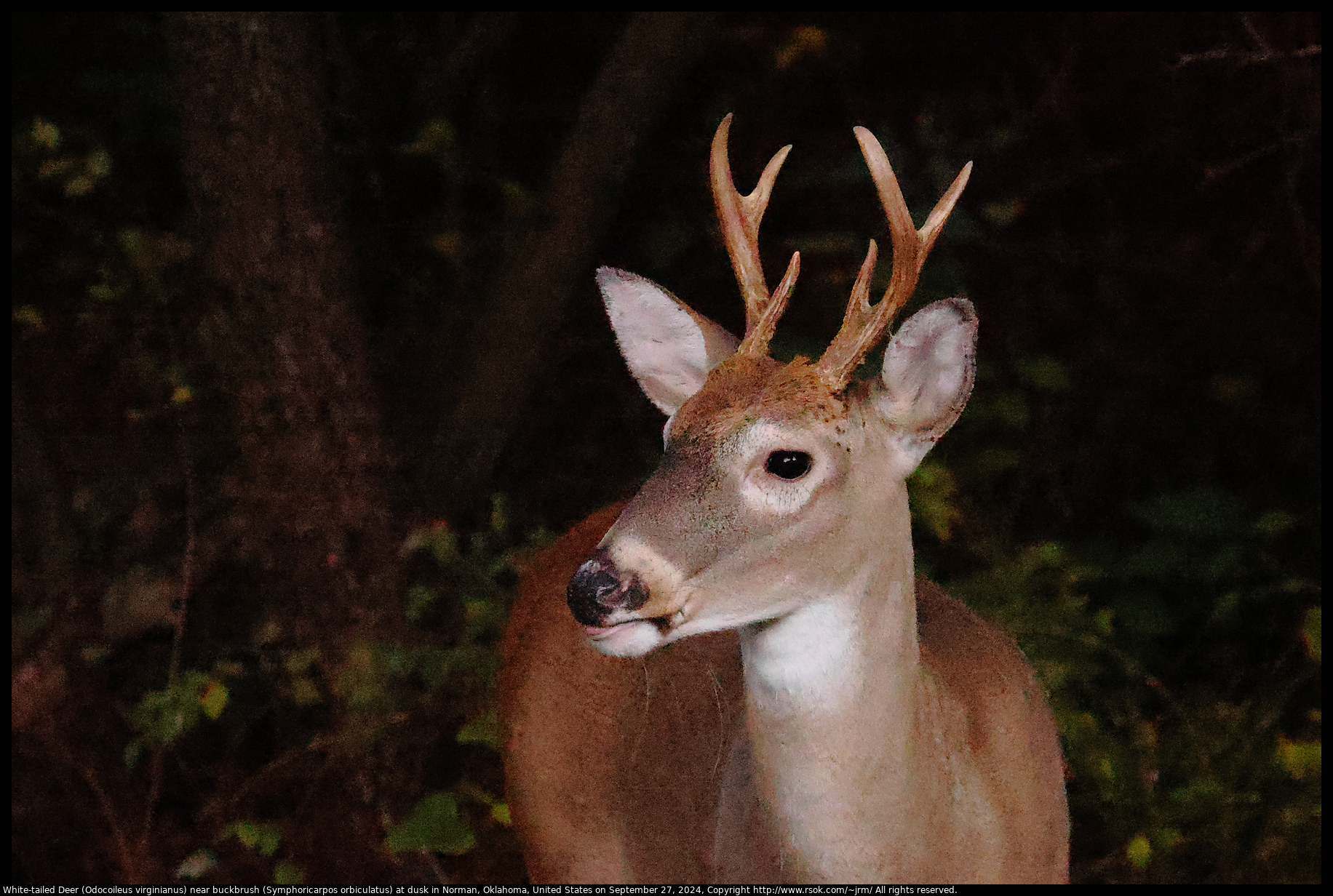 White-tailed Deer (Odocoileus virginianus) near buckbrush (Symphoricarpos orbiculatus) at dusk in Norman, Oklahoma, United States on September 27, 2024