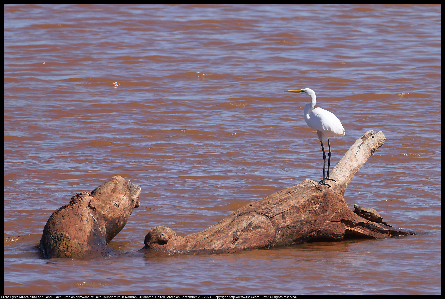 Great Egret (Ardea alba) and Pond Slider Turtle on driftwood at Lake Thunderbird in Norman, Oklahoma, United States on September 27, 2024