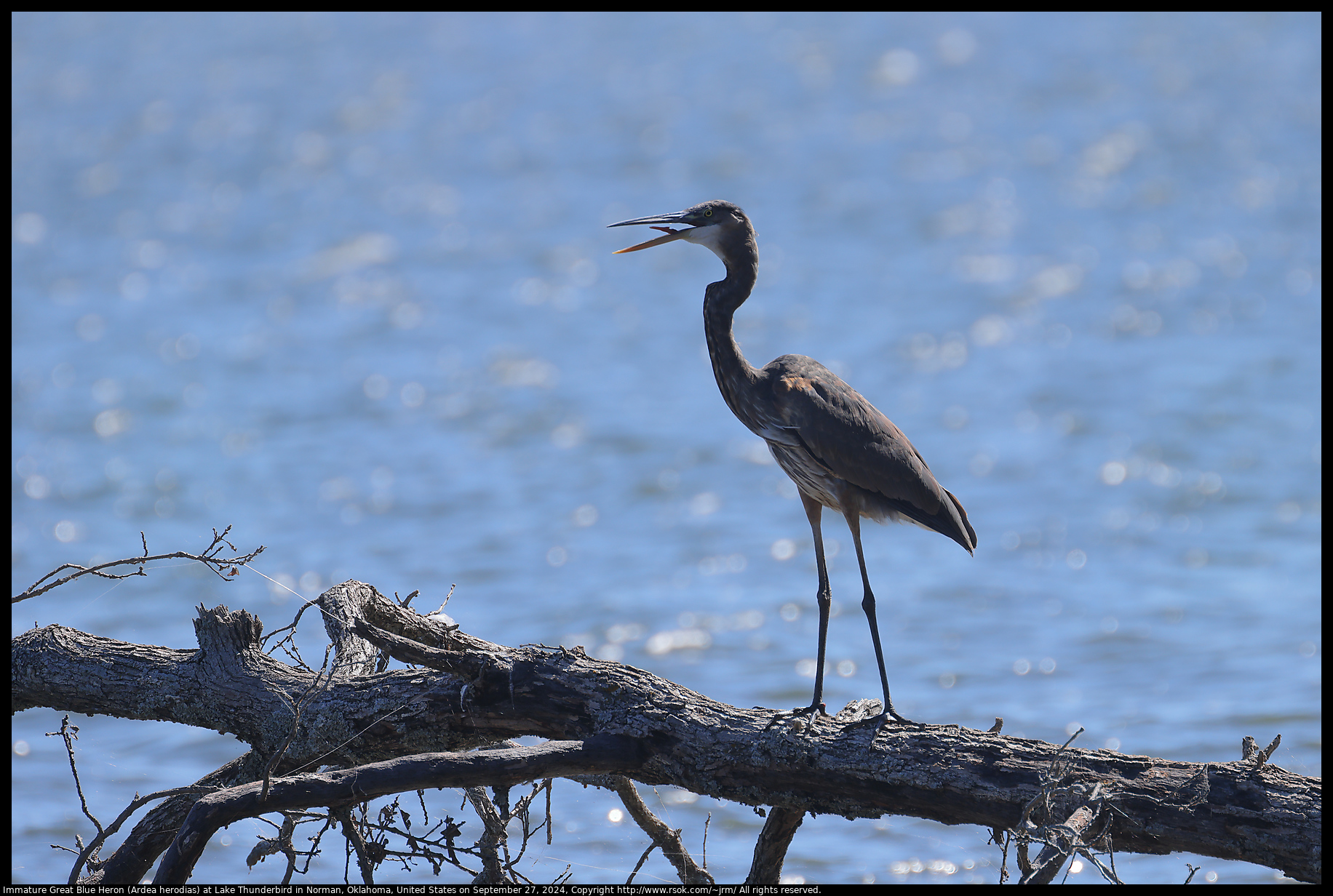 Immature Great Blue Heron (Ardea herodias) at Lake Thunderbird in Norman, Oklahoma, United States on September 27, 2024