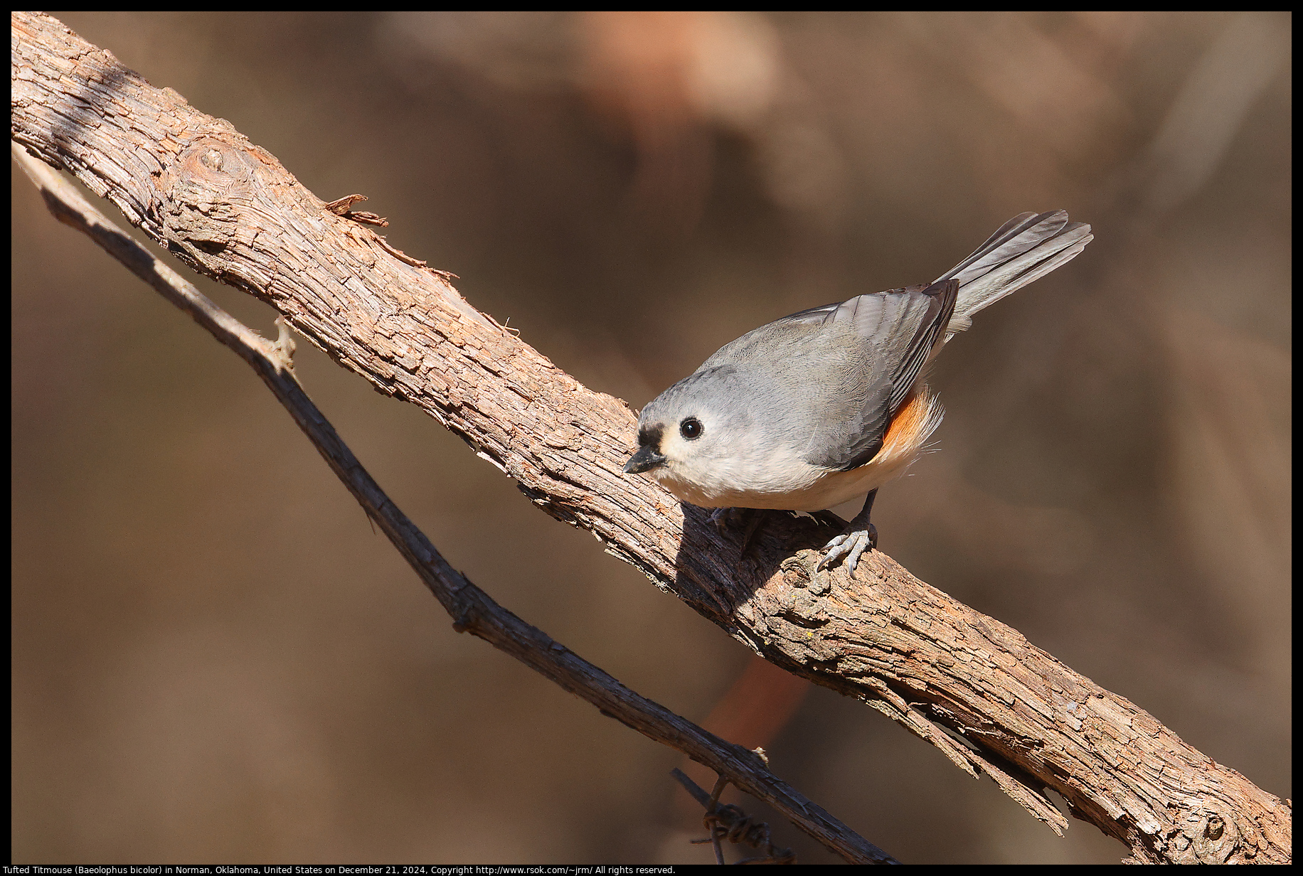 Tufted Titmouse (Baeolophus bicolor) in Norman, Oklahoma, United States on December 21, 2024