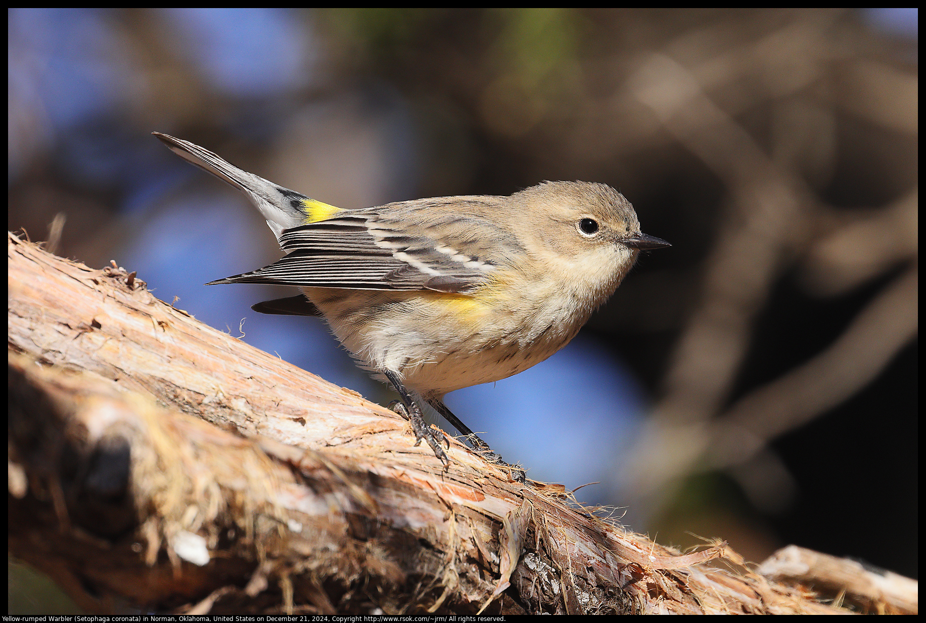 Yellow-rumped Warbler (Setophaga coronata) in Norman, Oklahoma, United States on December 21, 2024