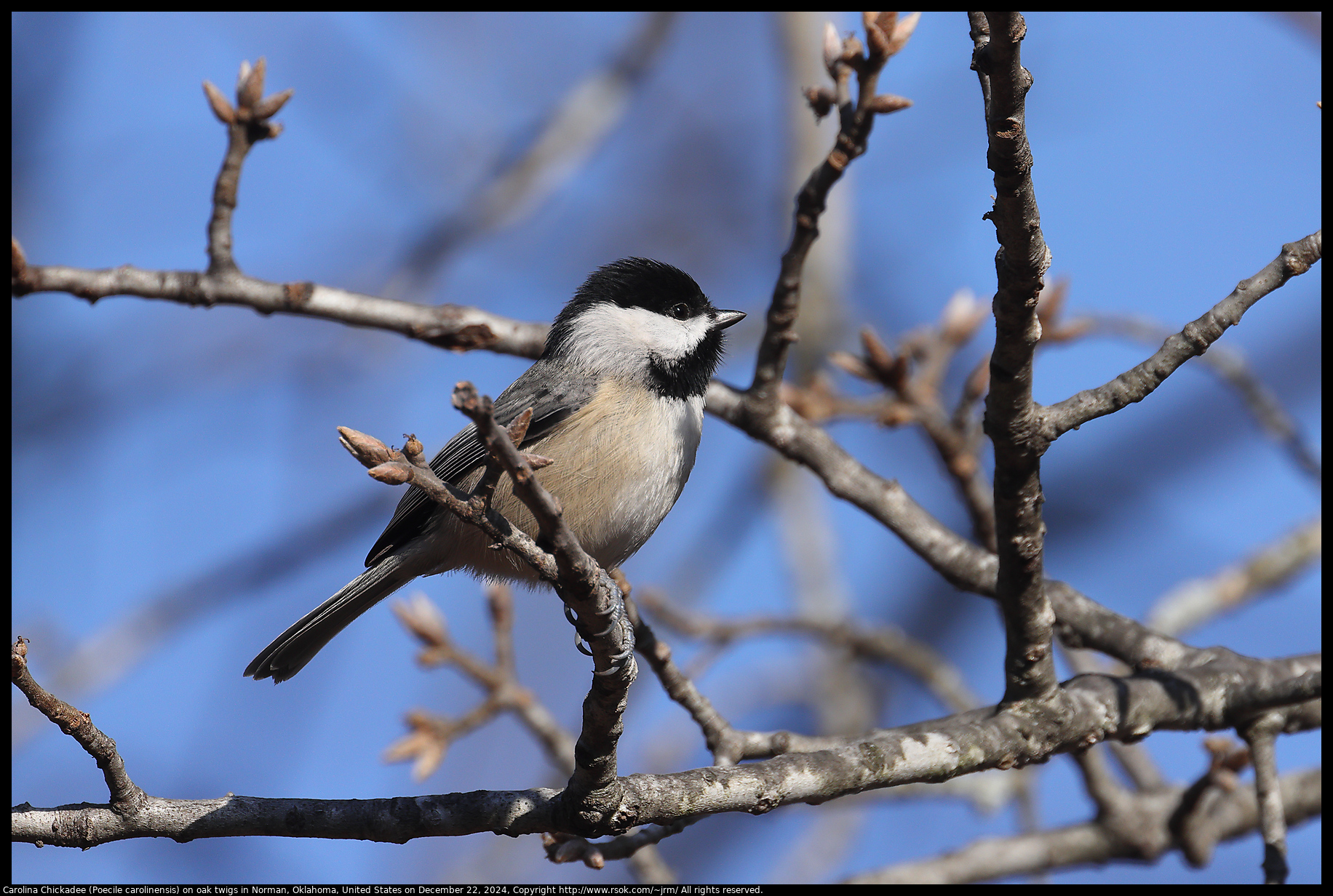 Carolina Chickadee (Poecile carolinensis) on oak twigs Norman, Oklahoma, United States on December 22, 2024