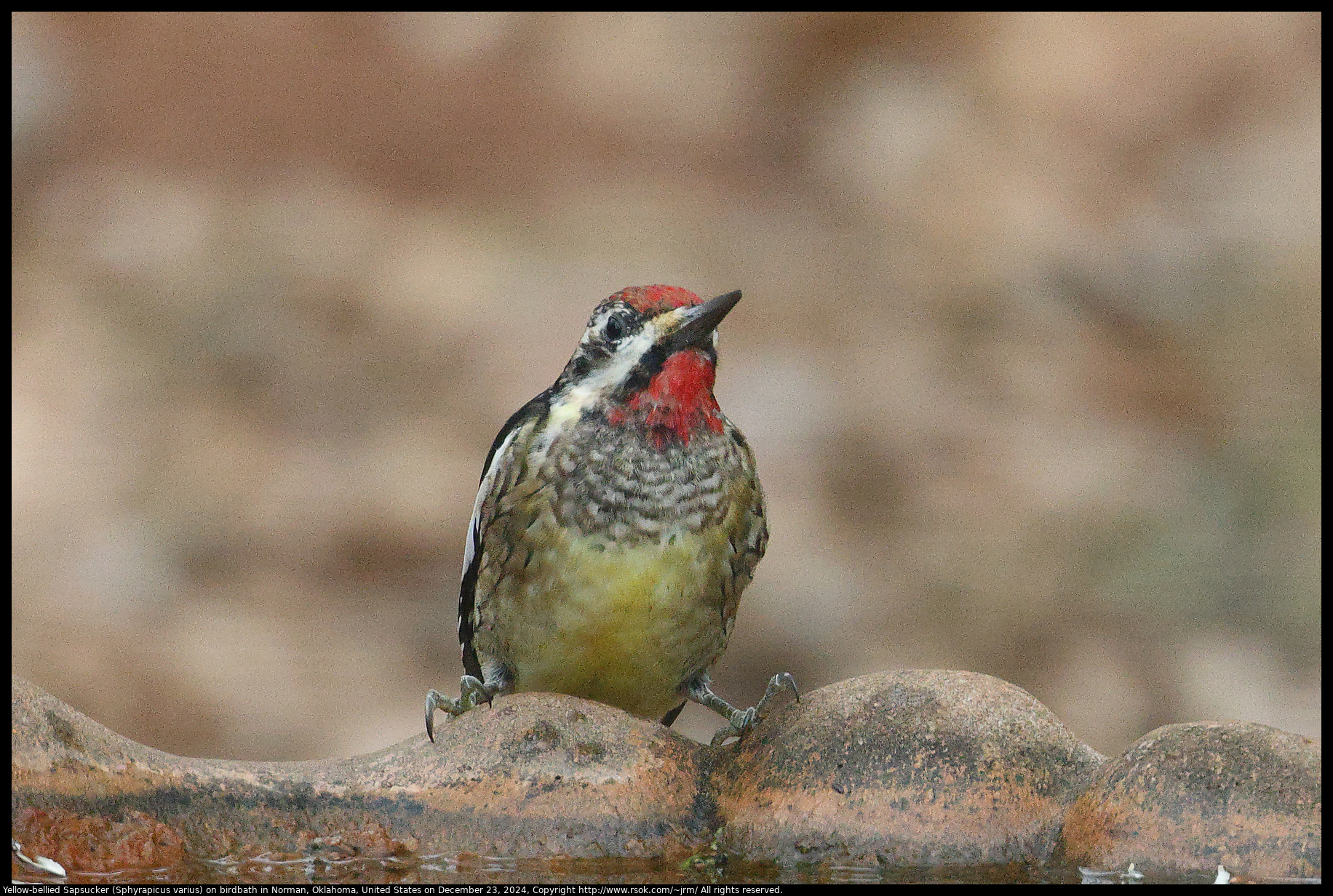 Yellow-bellied Sapsucker (Sphyrapicus varius) in Norman, Oklahoma, United States on December 23, 2024