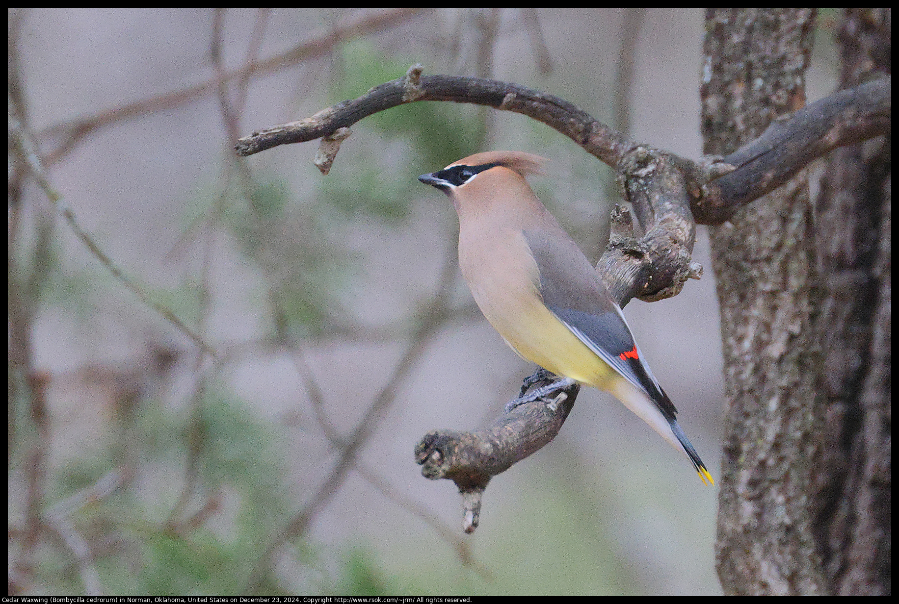 Cedar Waxwing (Bombycilla cedrorum) in Norman, Oklahoma, United States on December 23, 2024