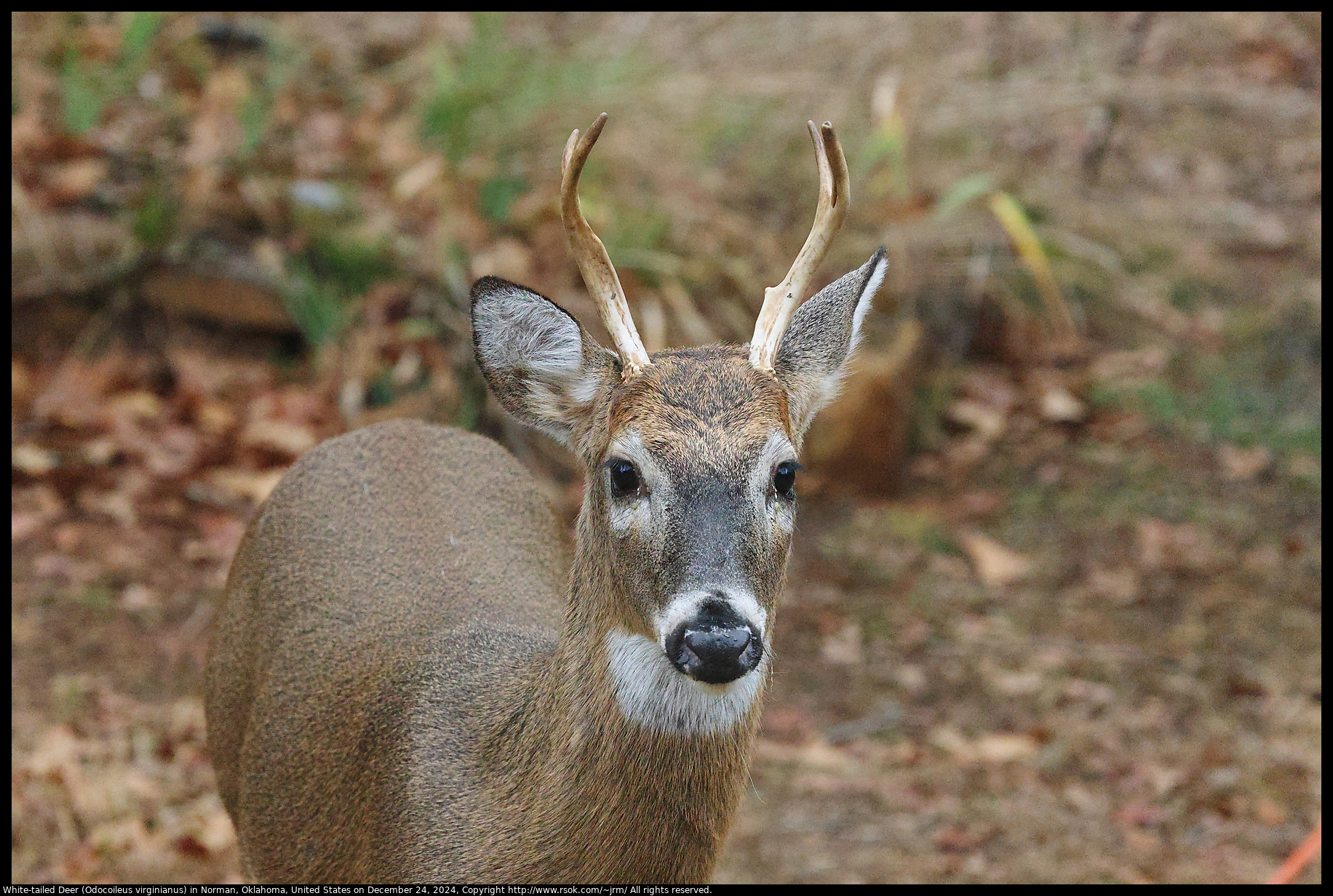 White-tailed Deer (Odocoileus virginianus) in Norman, Oklahoma, United States on December 24, 2024