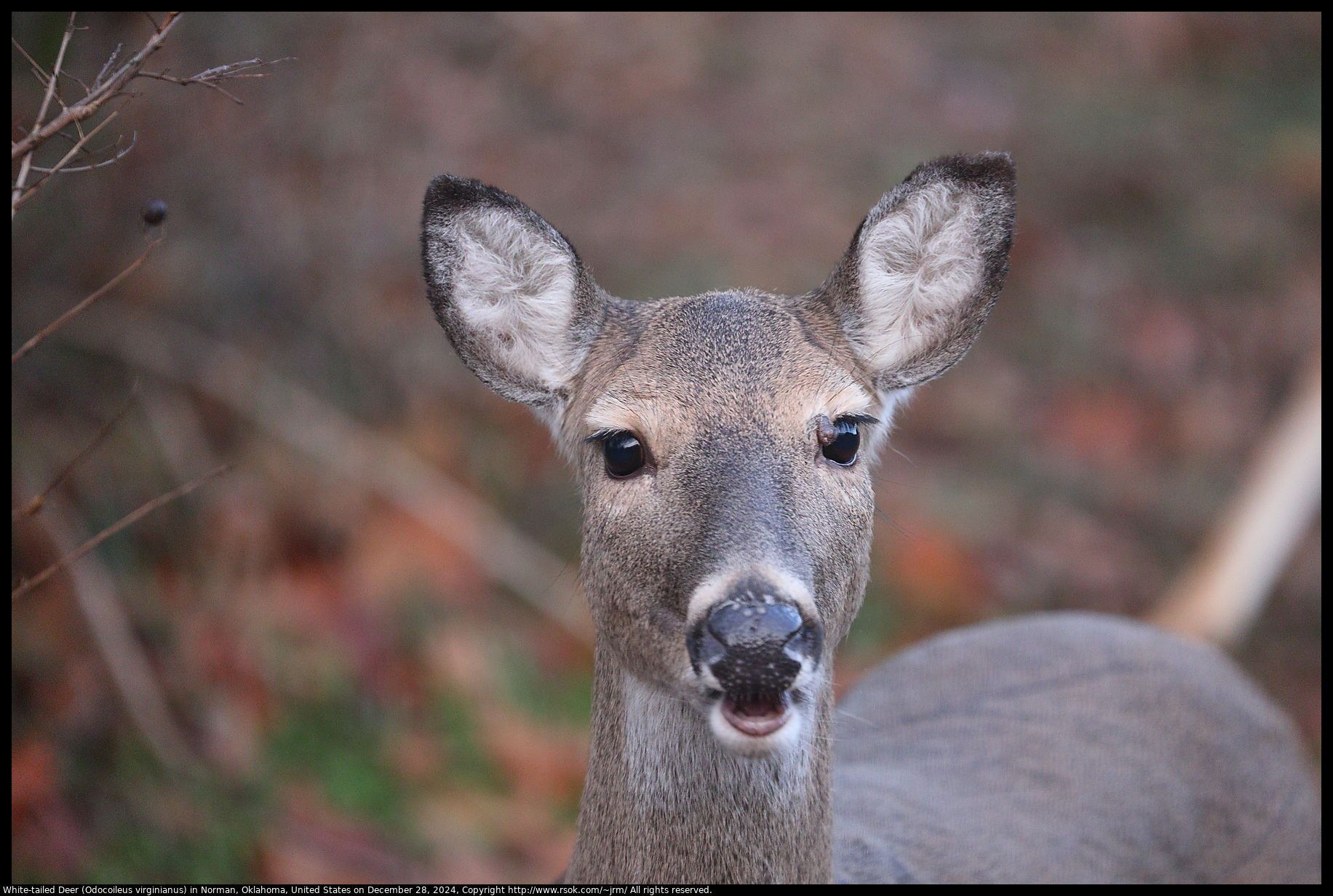 White-tailed Deer (Odocoileus virginianus) in Norman, Oklahoma, United States on December 28, 2024