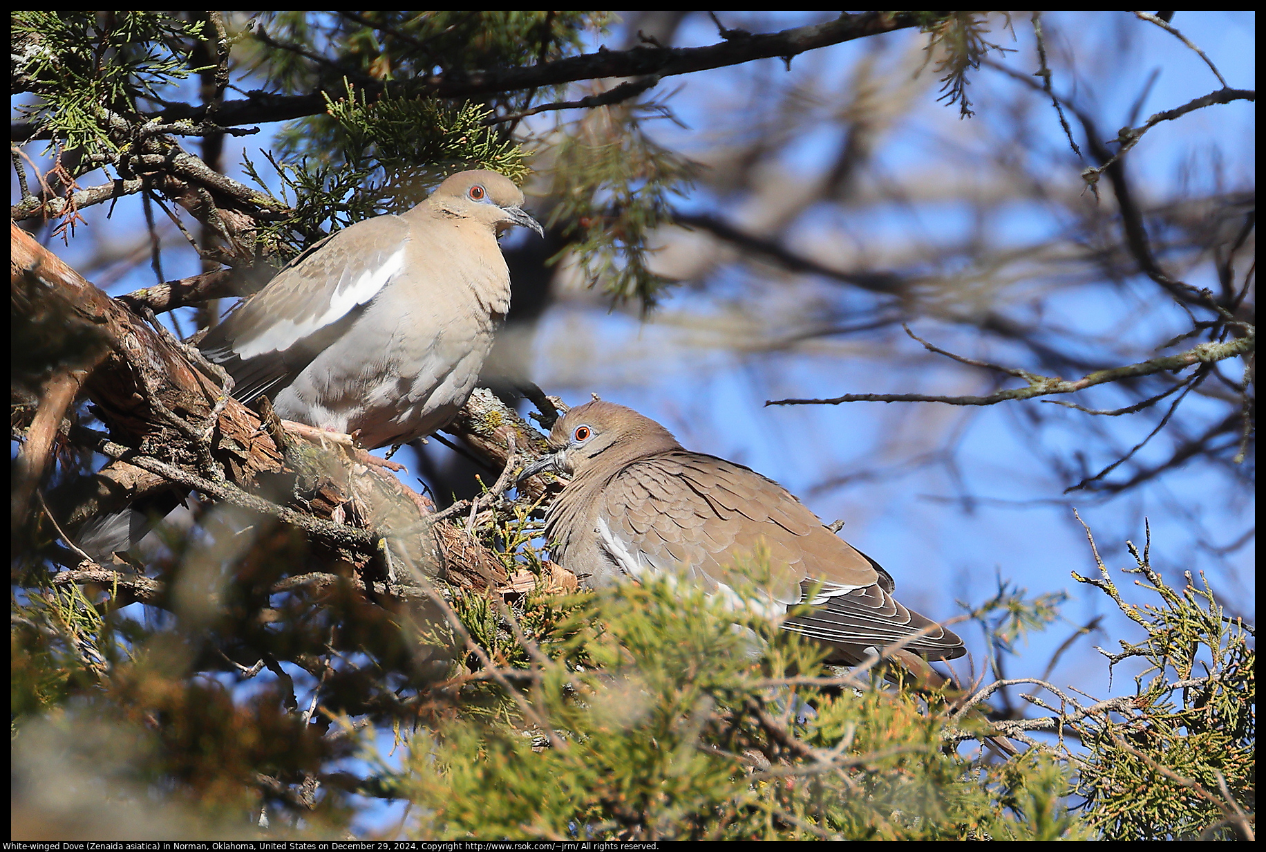 White-winged Dove (Zenaida asiatica) in Norman, Oklahoma, United States on December 29, 2024